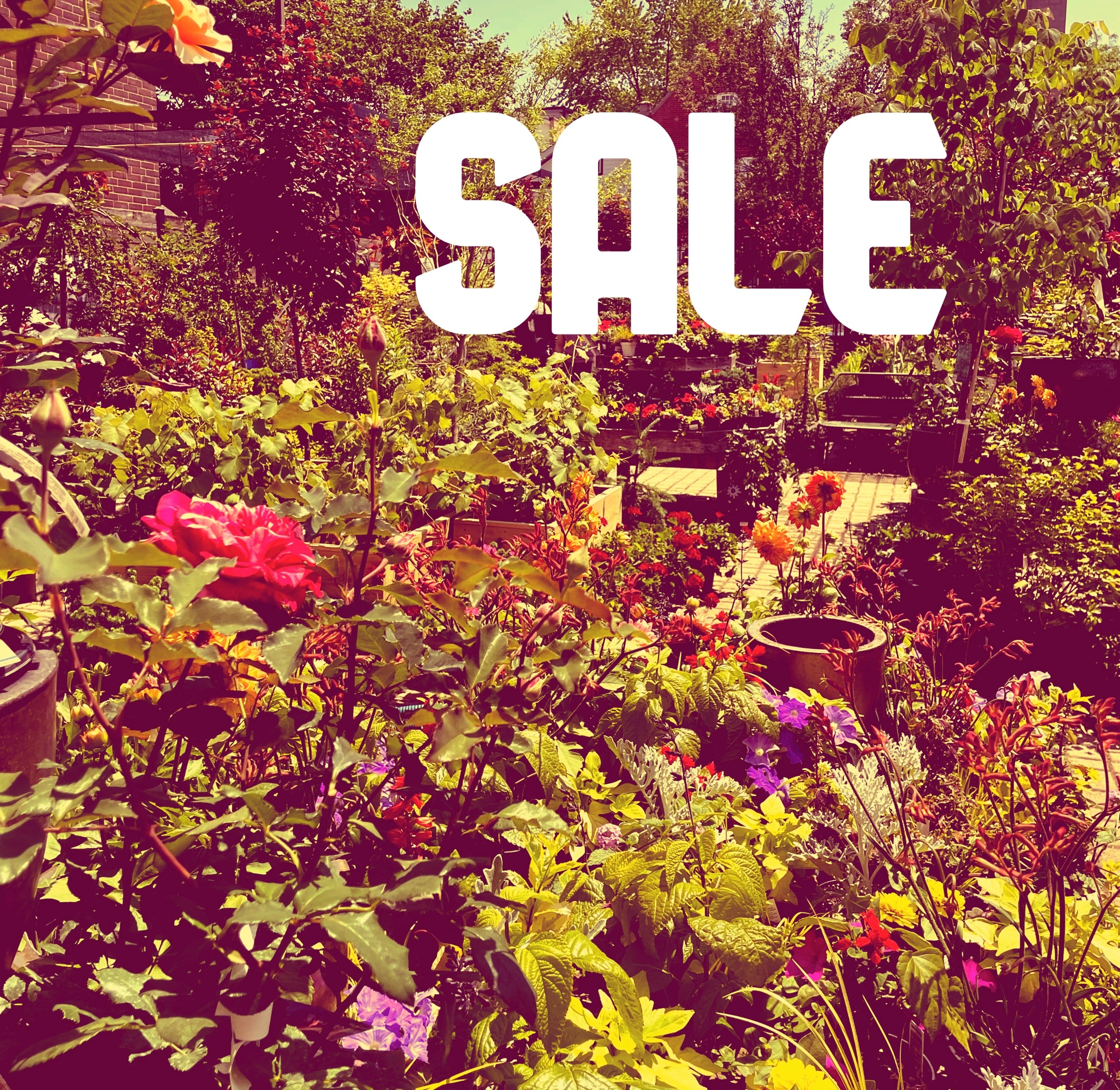 Sprout Home Sale section image. All store sale items are here for local delivery or pick up. While supplies last.