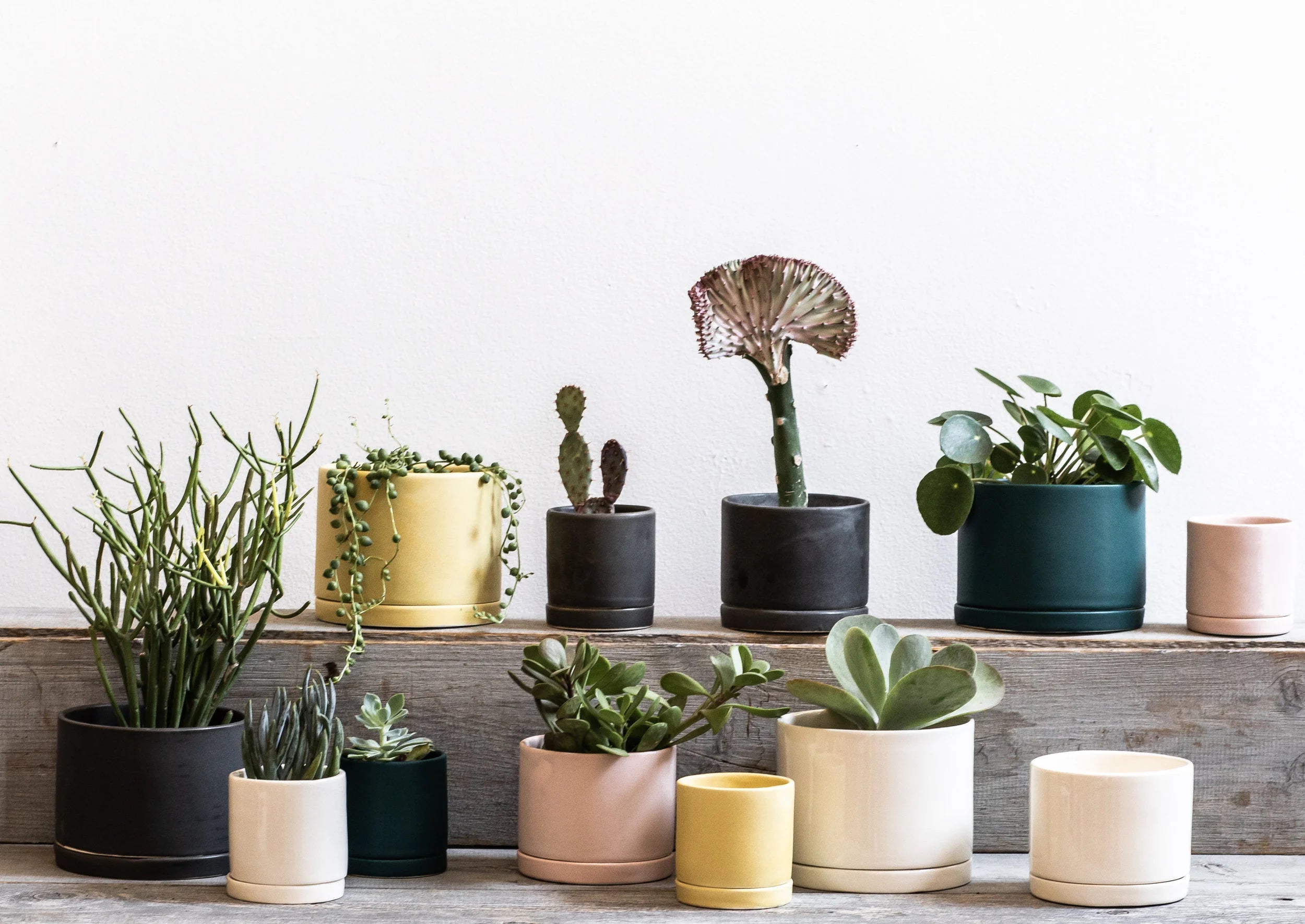 A collection of Tandem Ceramic Pots, some with plants inside. ©Tandem Ceramics
