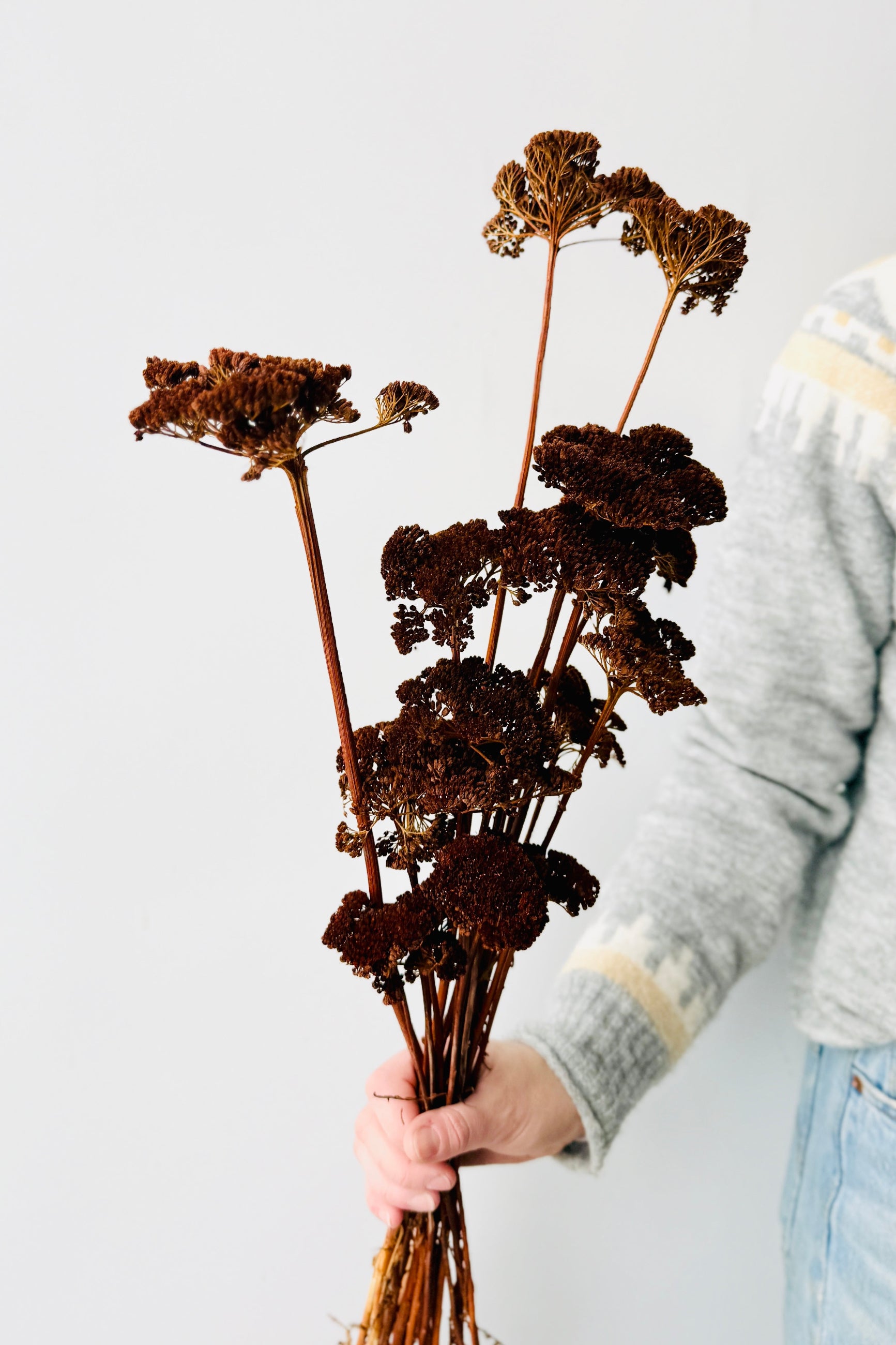 Person holding dried and preserved brown Achillea flowers against a plain background ©Sprout Home