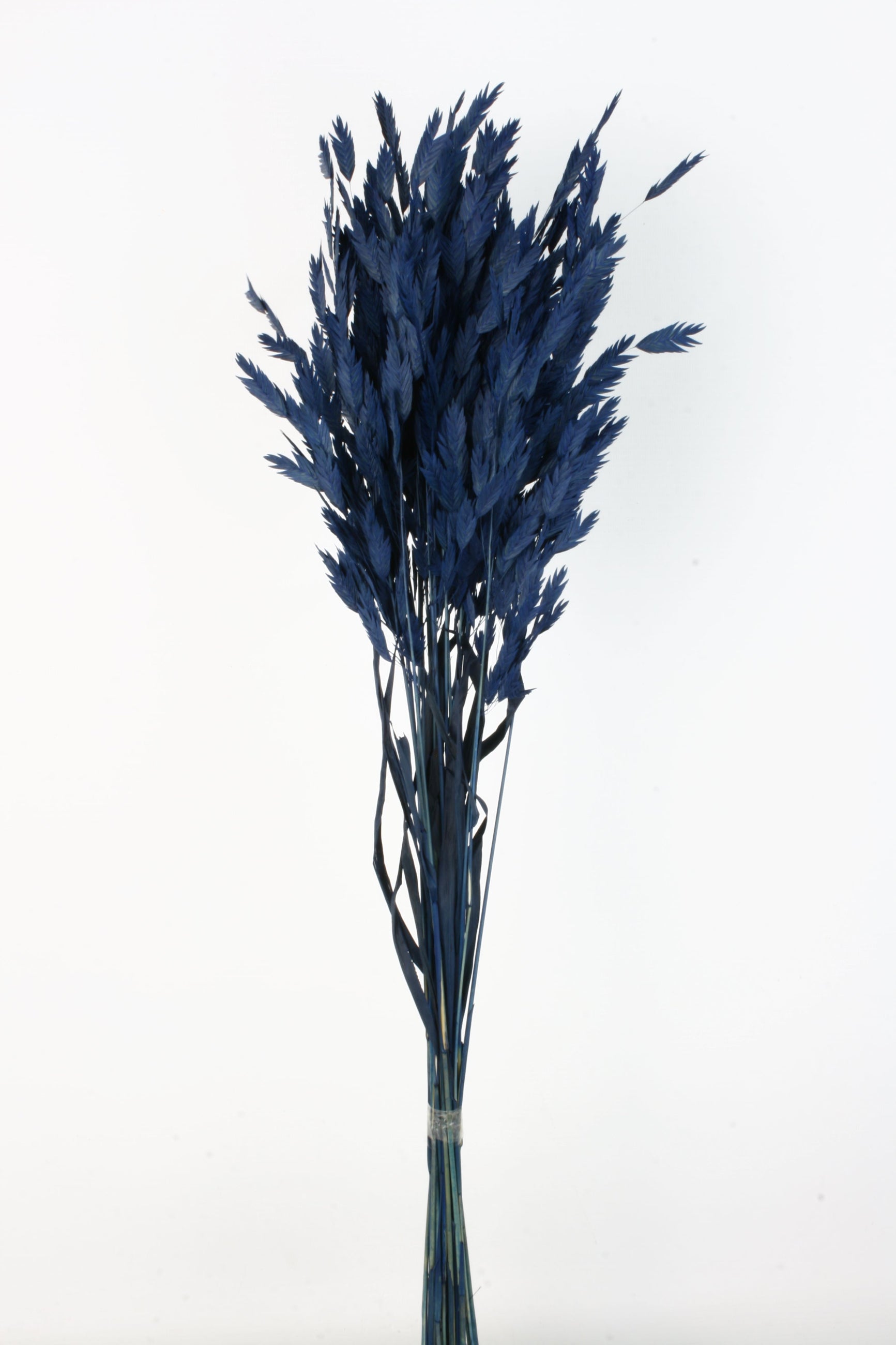 Dark Blue colored preserved Chasmanthium bunch