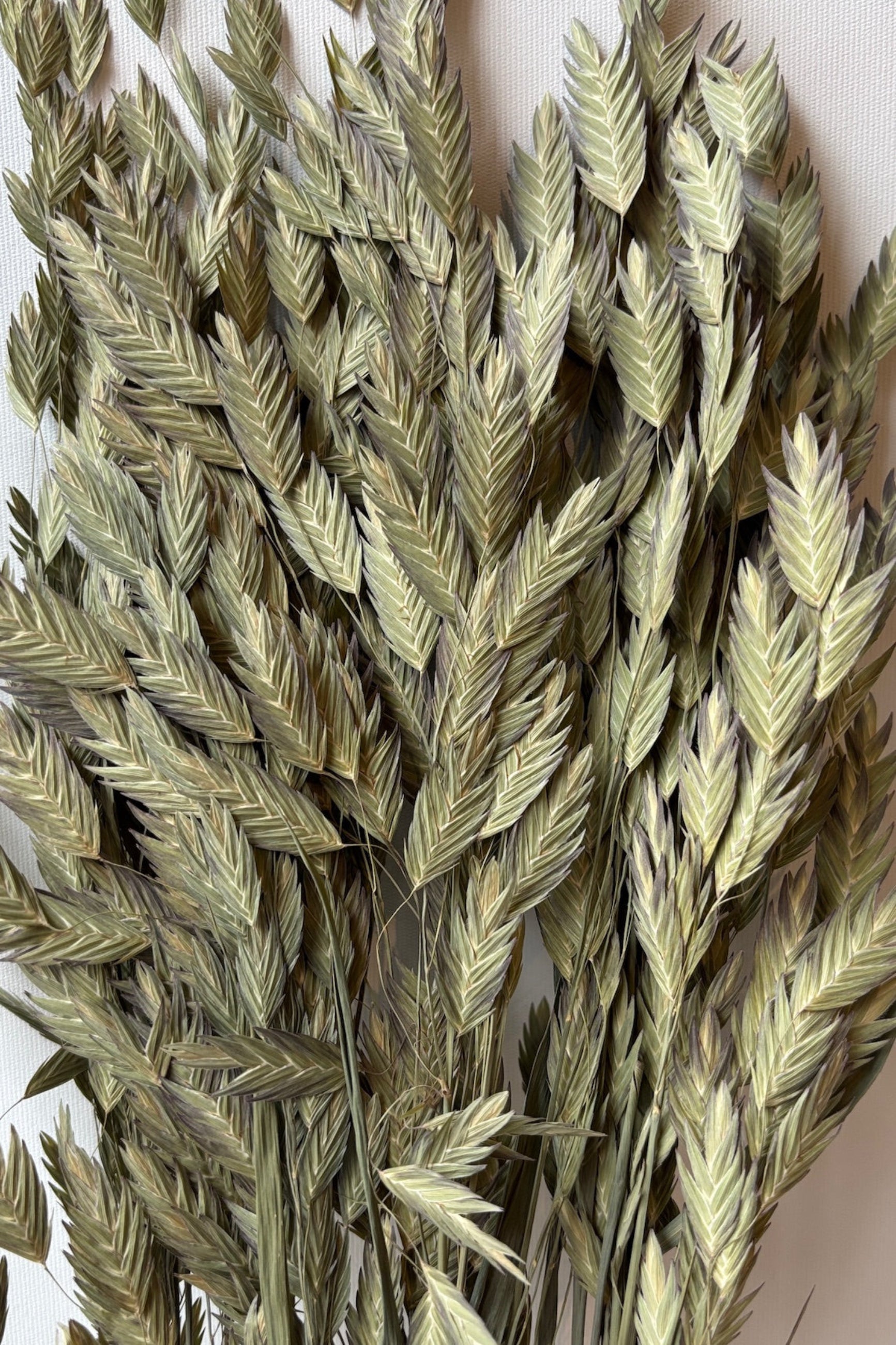 Close up of Chasmathium olive green preserved bunch ©Sprout Home