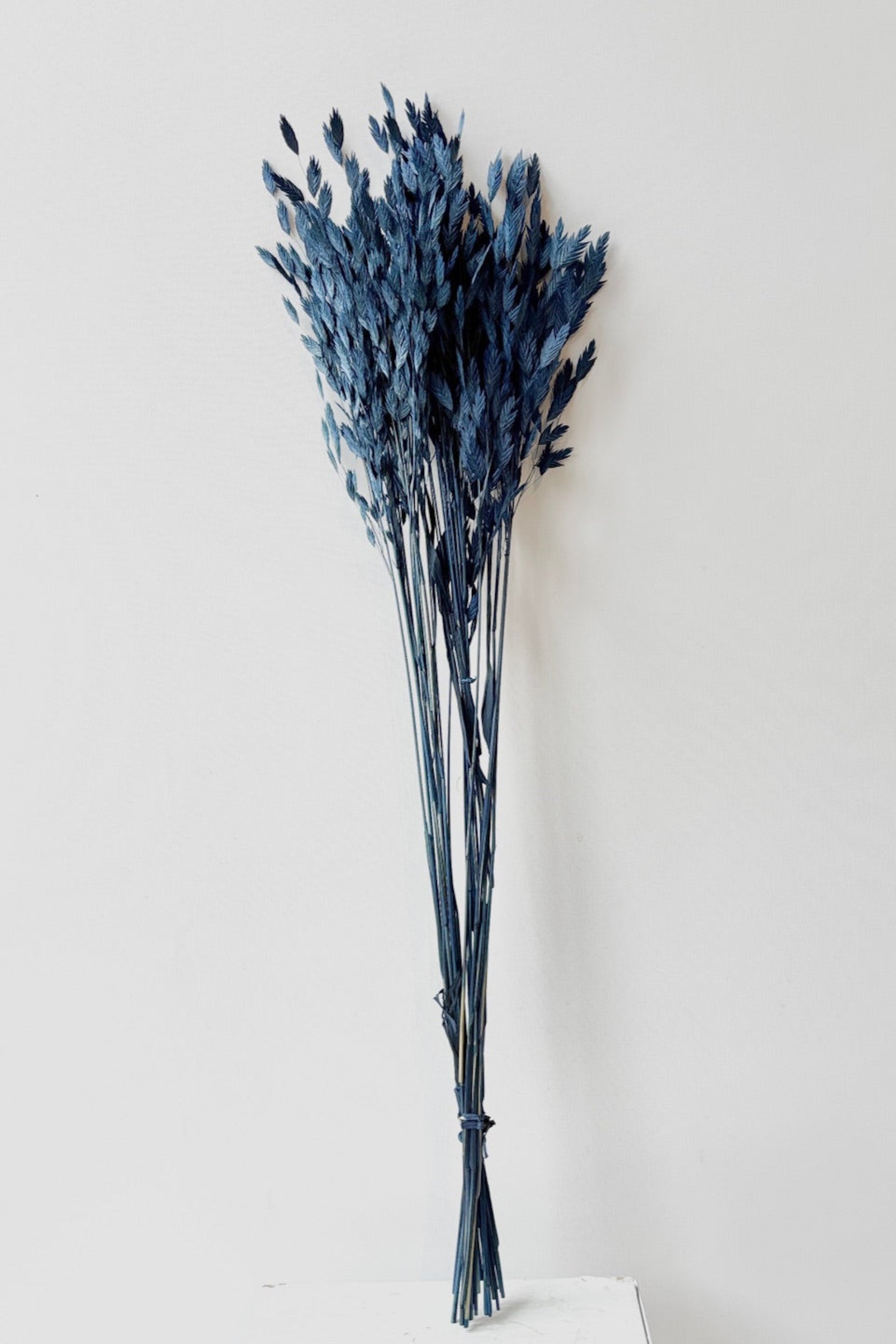 Dark Blue colored preserved Chasmanthium bunch full size against a white background ©Sprout Home