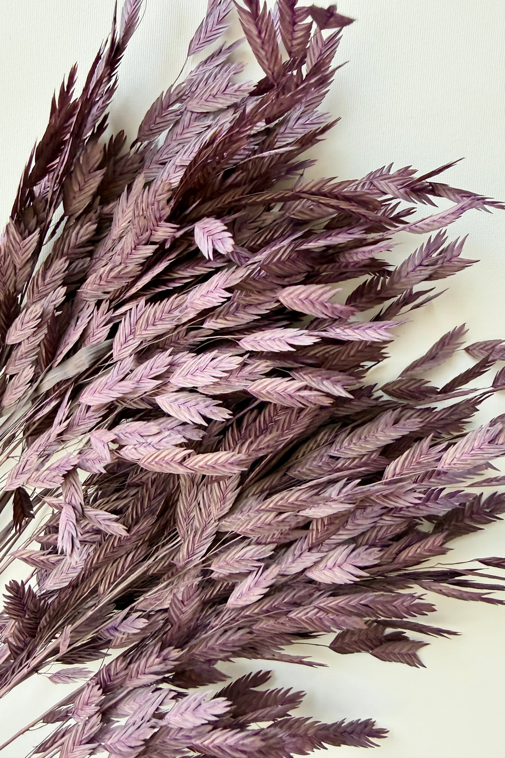 Purple dried Sea oats on a light background ©Sprout Home