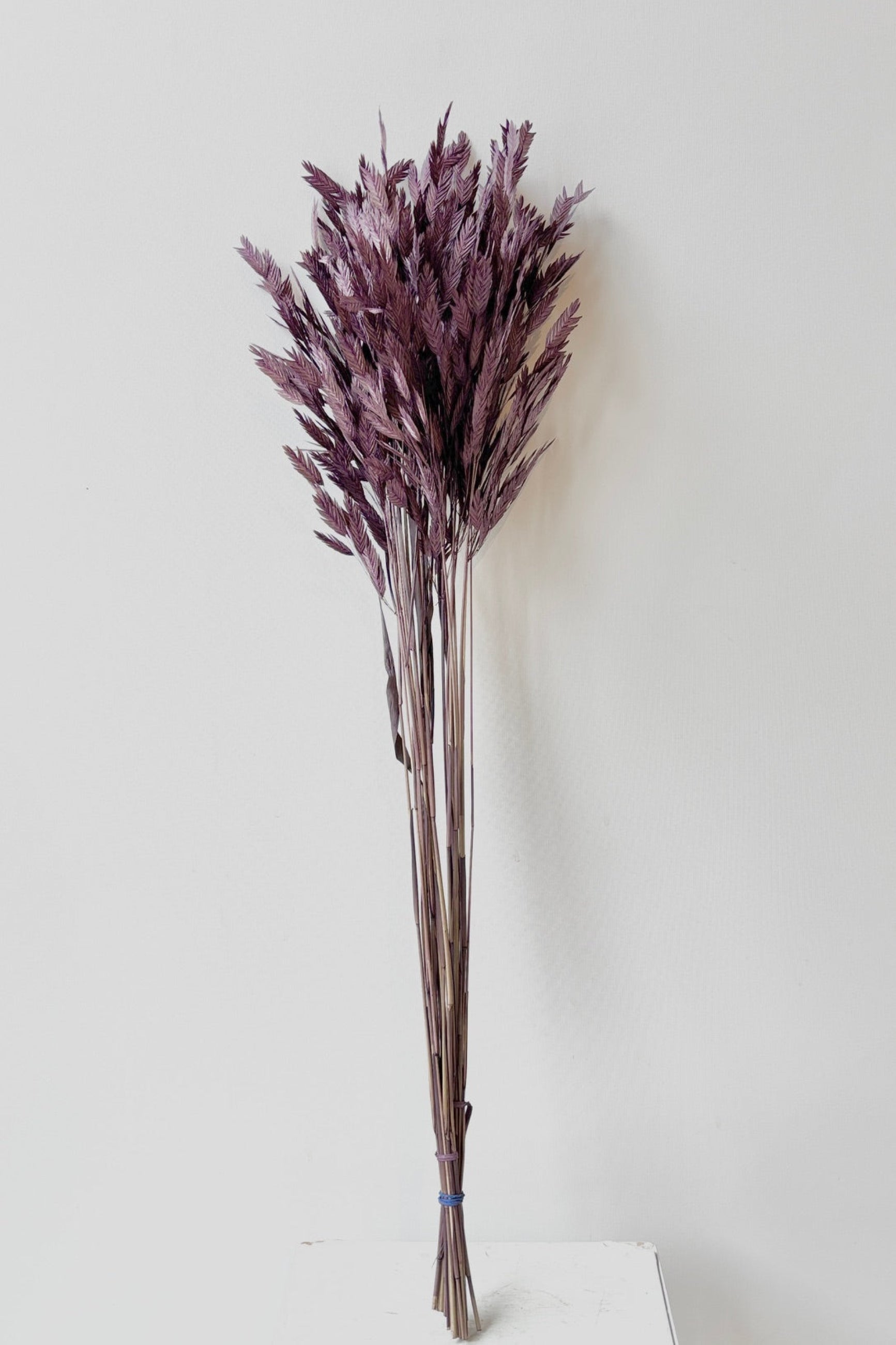 Chasmanthium plum dyed and preserved bunch full size against a white background ©Sprout Home