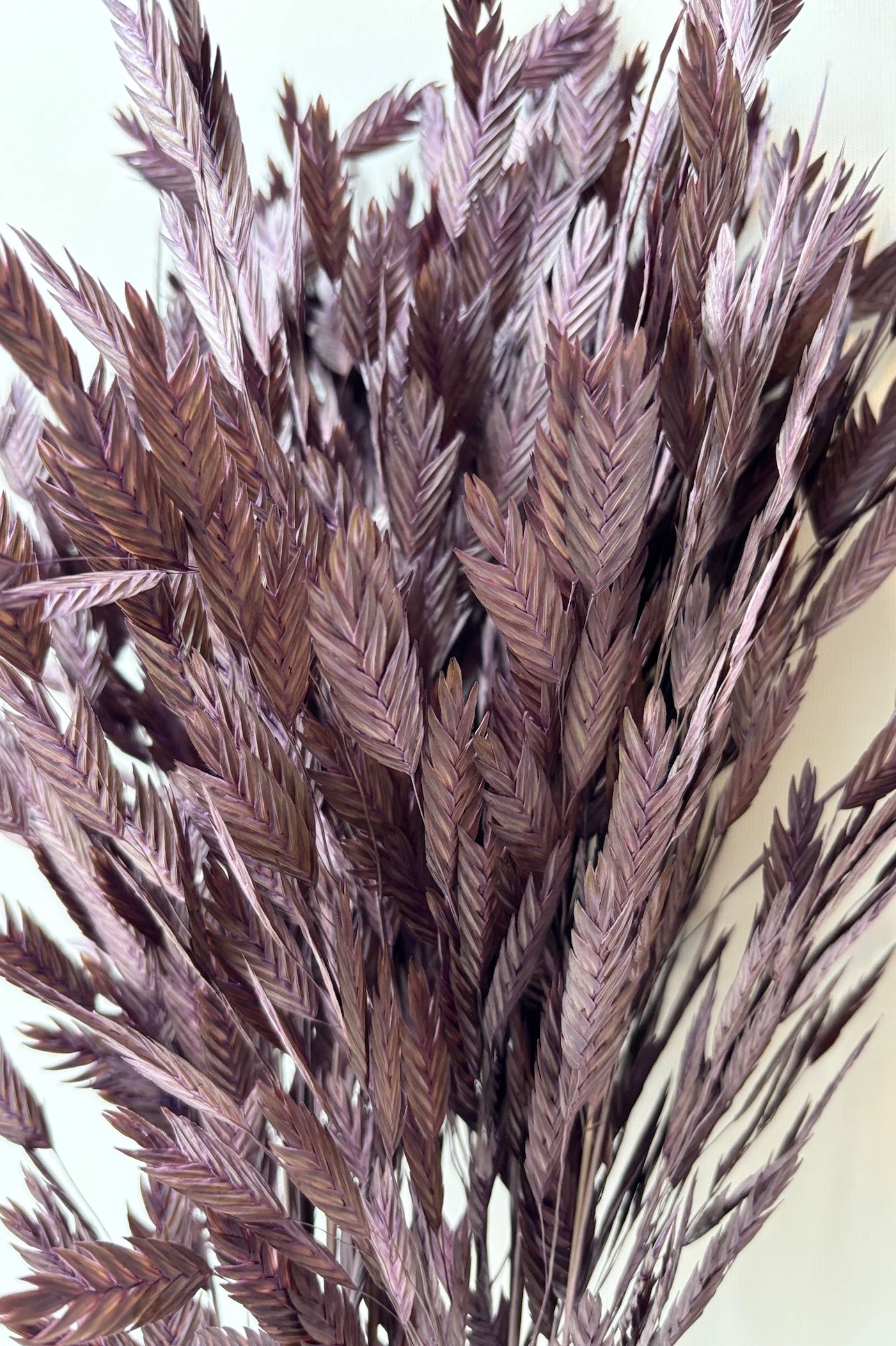 Close up of Chasmanthium plum dyed and preserved bunch against a white background ©Sprout Home