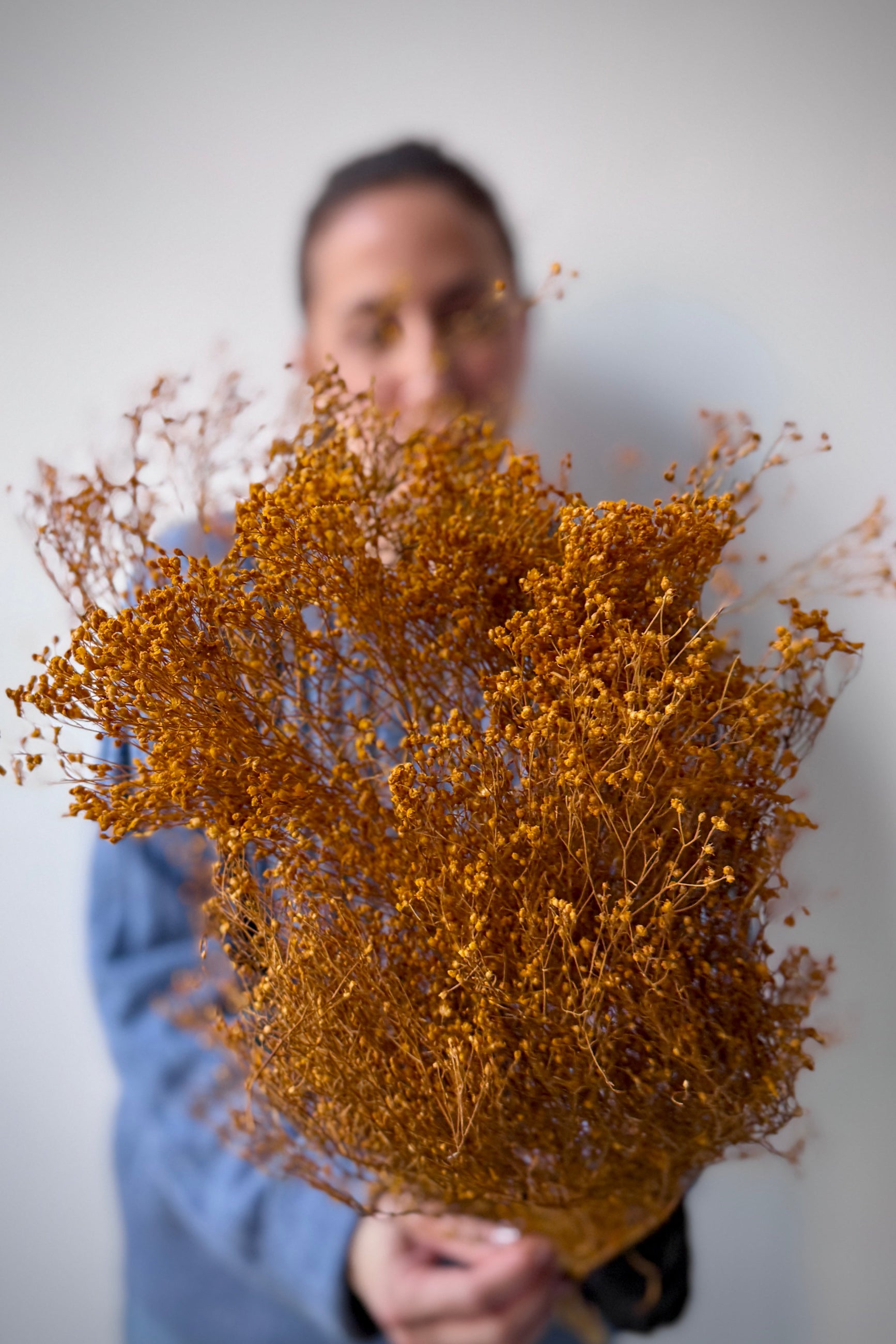 Person holding Brooms Ochre Color Preserved Bunch against a plain background ©Sprout Home