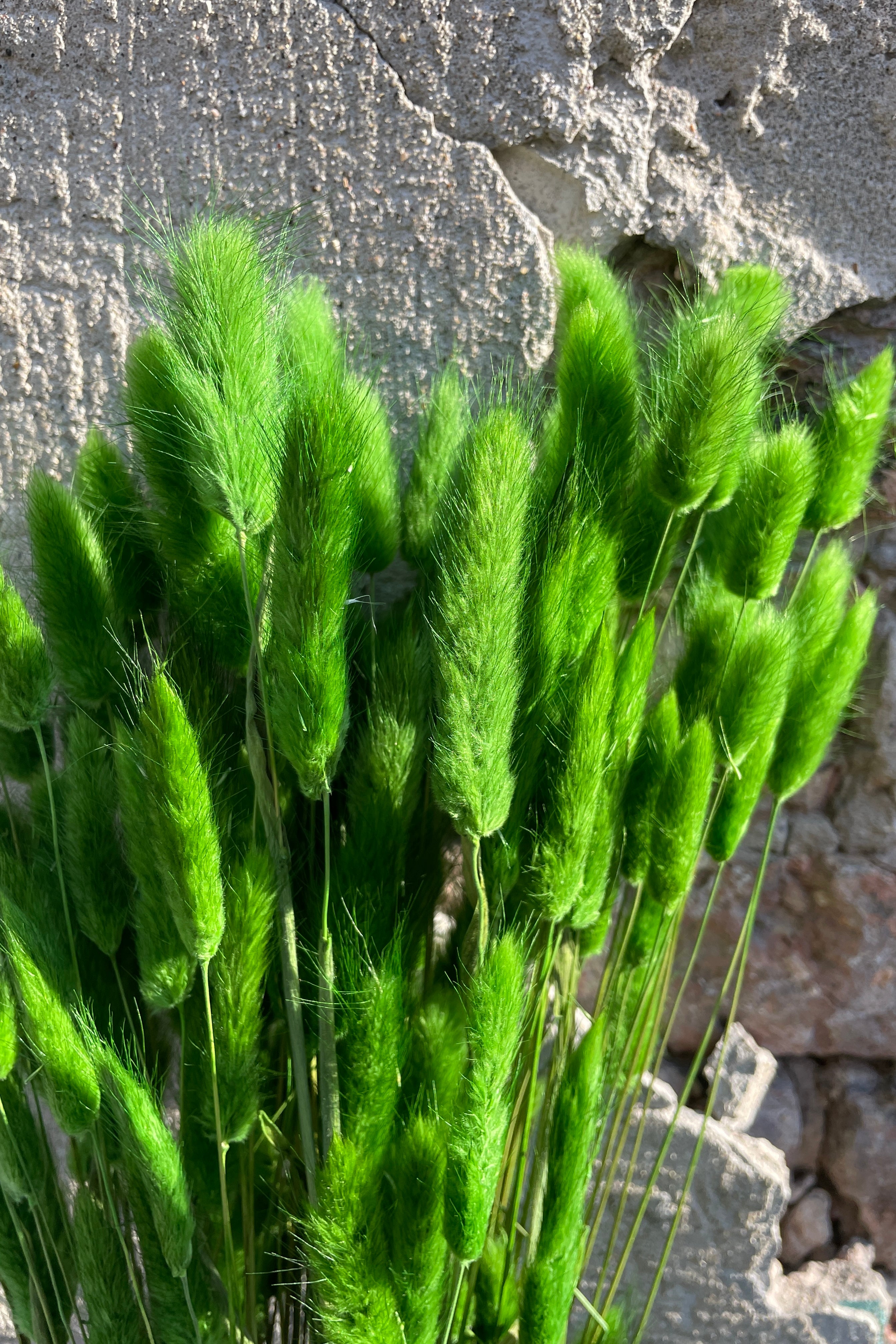 A close up of preserved green bunny tails at Sprout Home.