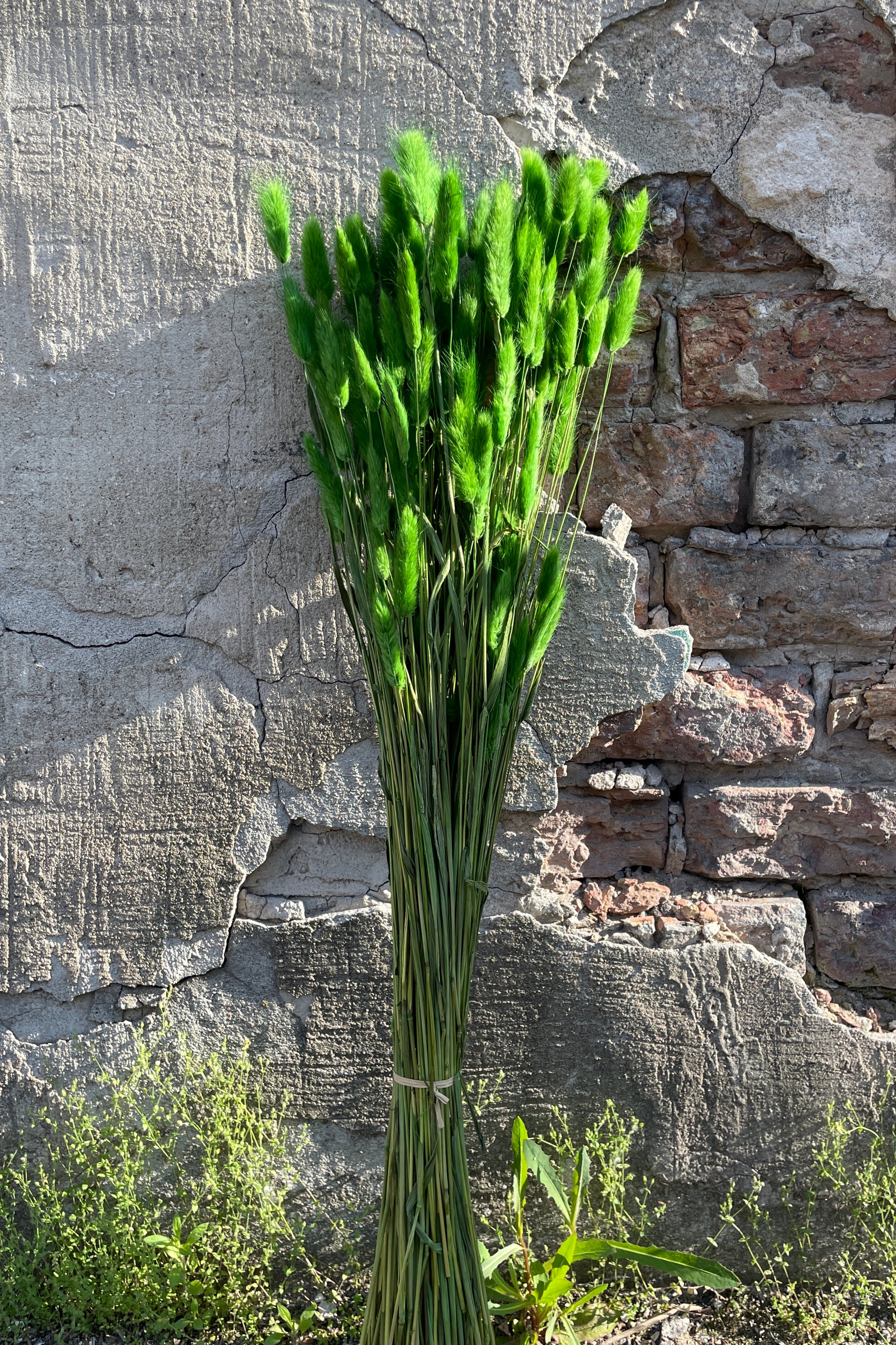 Lagurus Green preserved bunch at Sprout Home against a concrete wall.