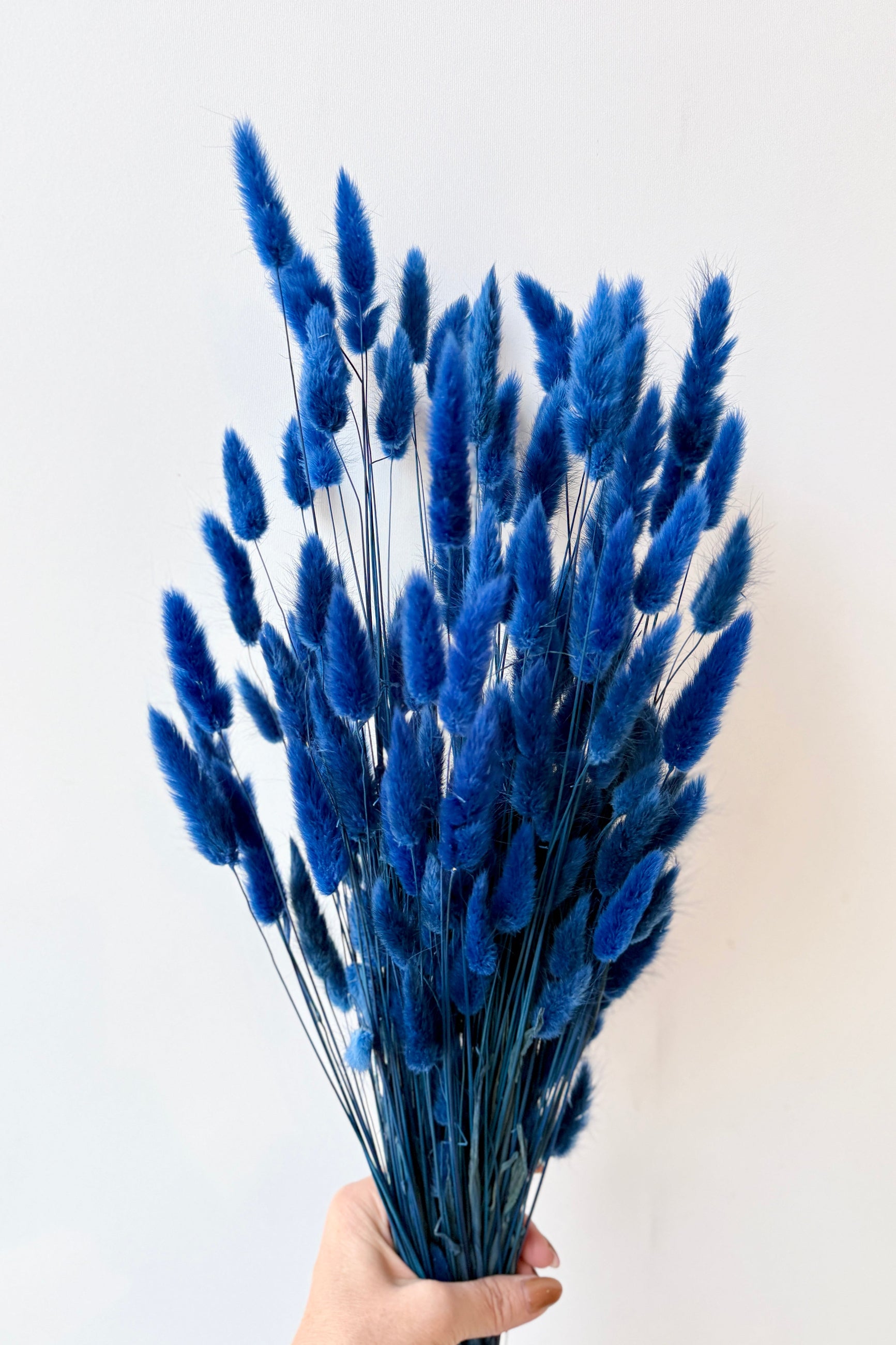 Bouquet of blue dried Lagers held against a white background ©Sprout Home