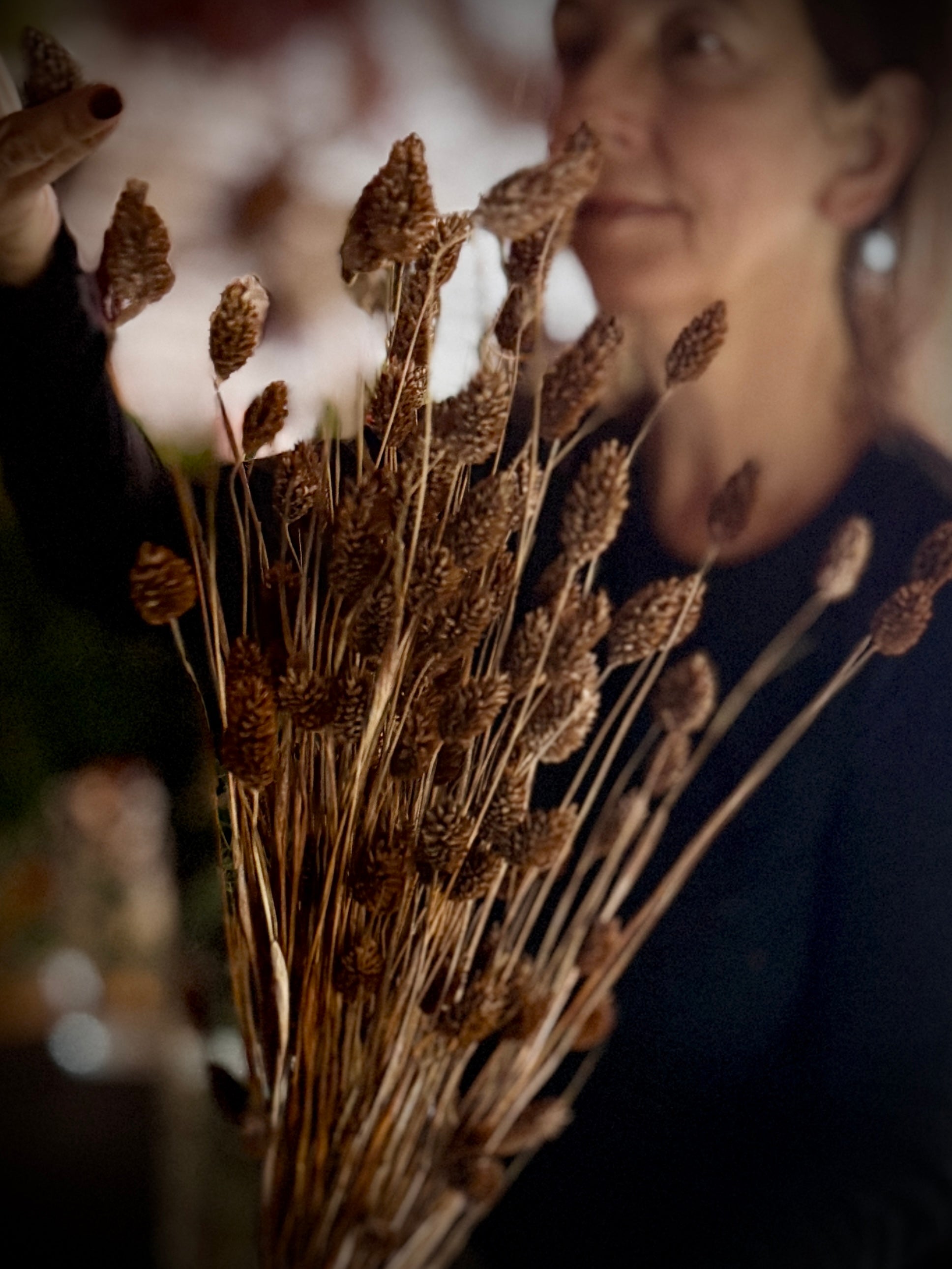 Bouquet of dried brown Phalaris held by a person with a blurred background ©Sprout Home