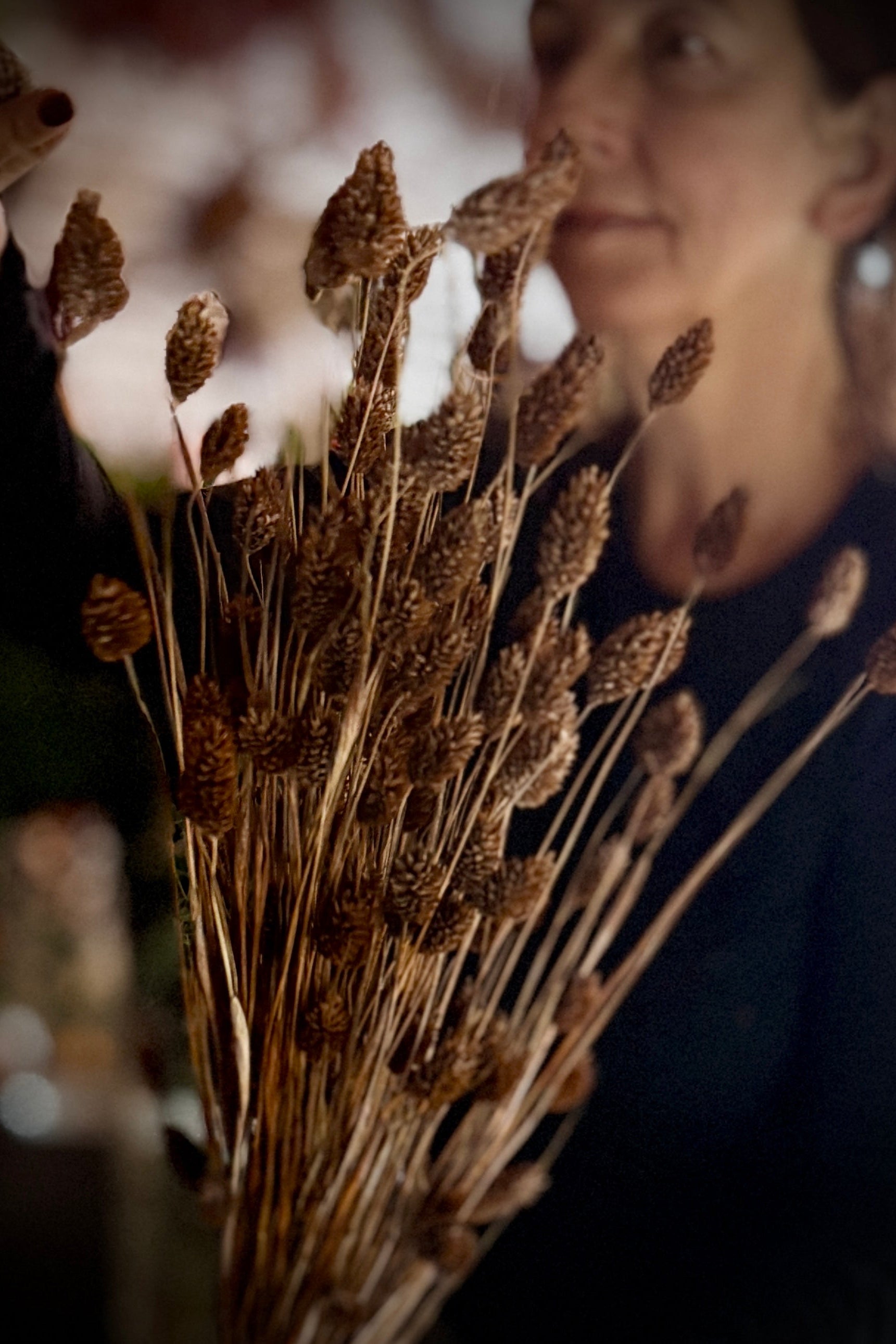 Bouquet of dried brown Phalaris held by a person with a blurred background ©Sprout Home