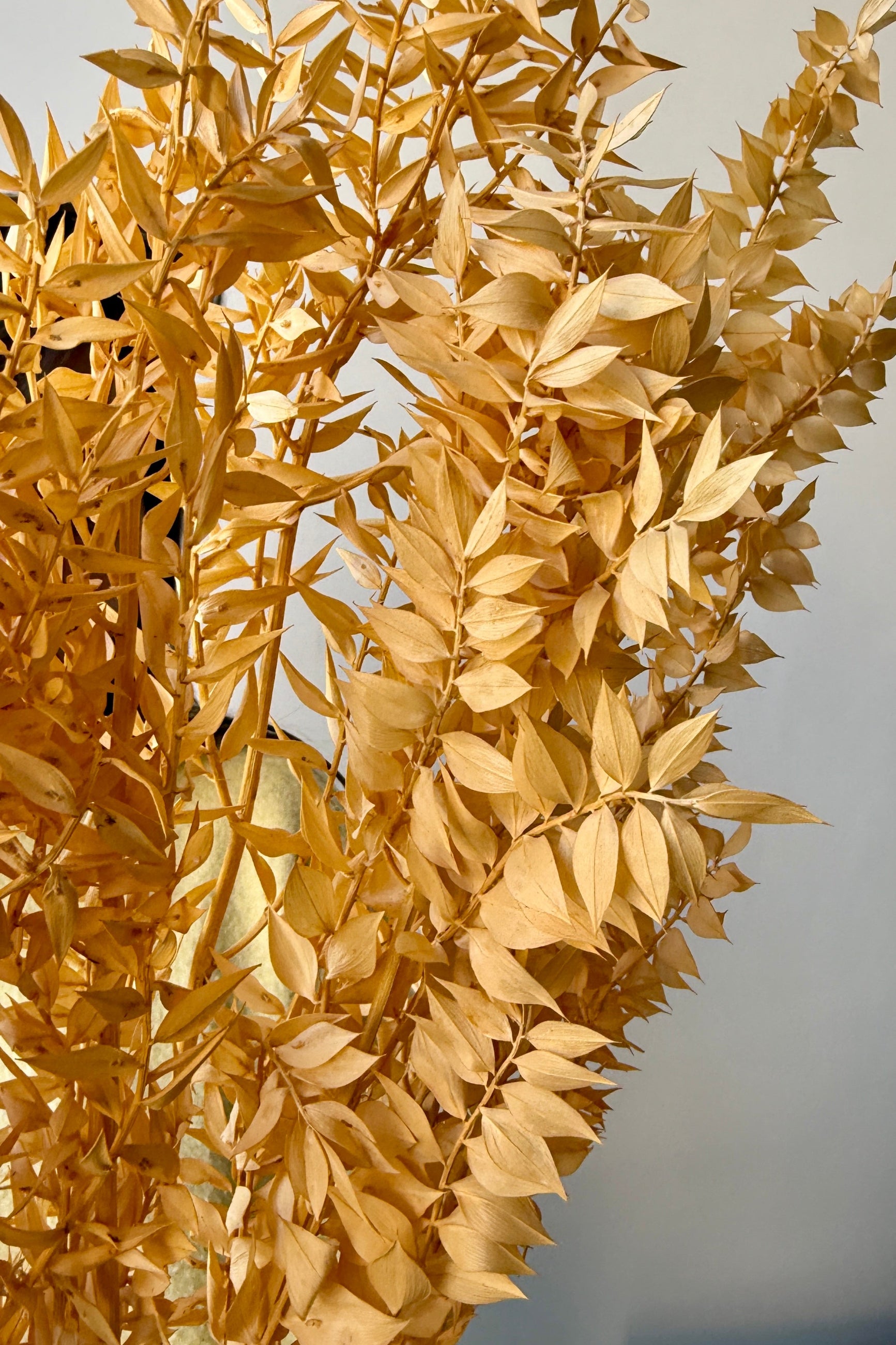 Close-up of peach dyed and preserved Ruscus against a neutral background ©Sprout Home