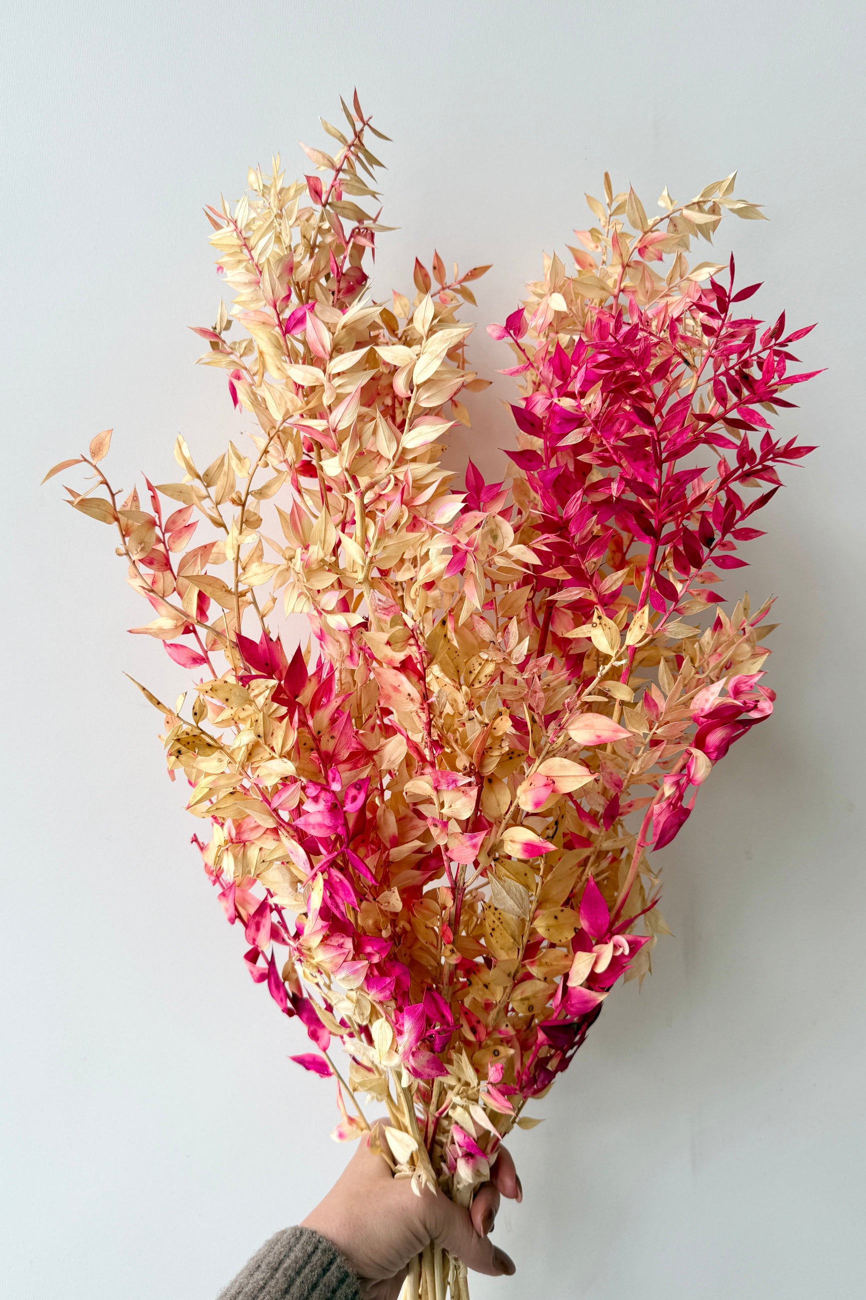 Bouquet of fuchsia and tan dried preserved ruscus leaves held against a light gray background ©Sprout Home