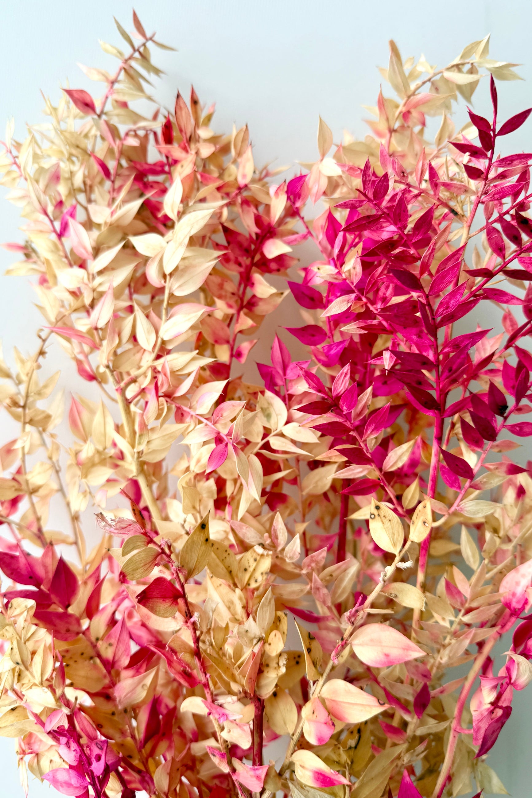 Pink and beige preserved ruscus branches against a light blue background ©Sprout Home