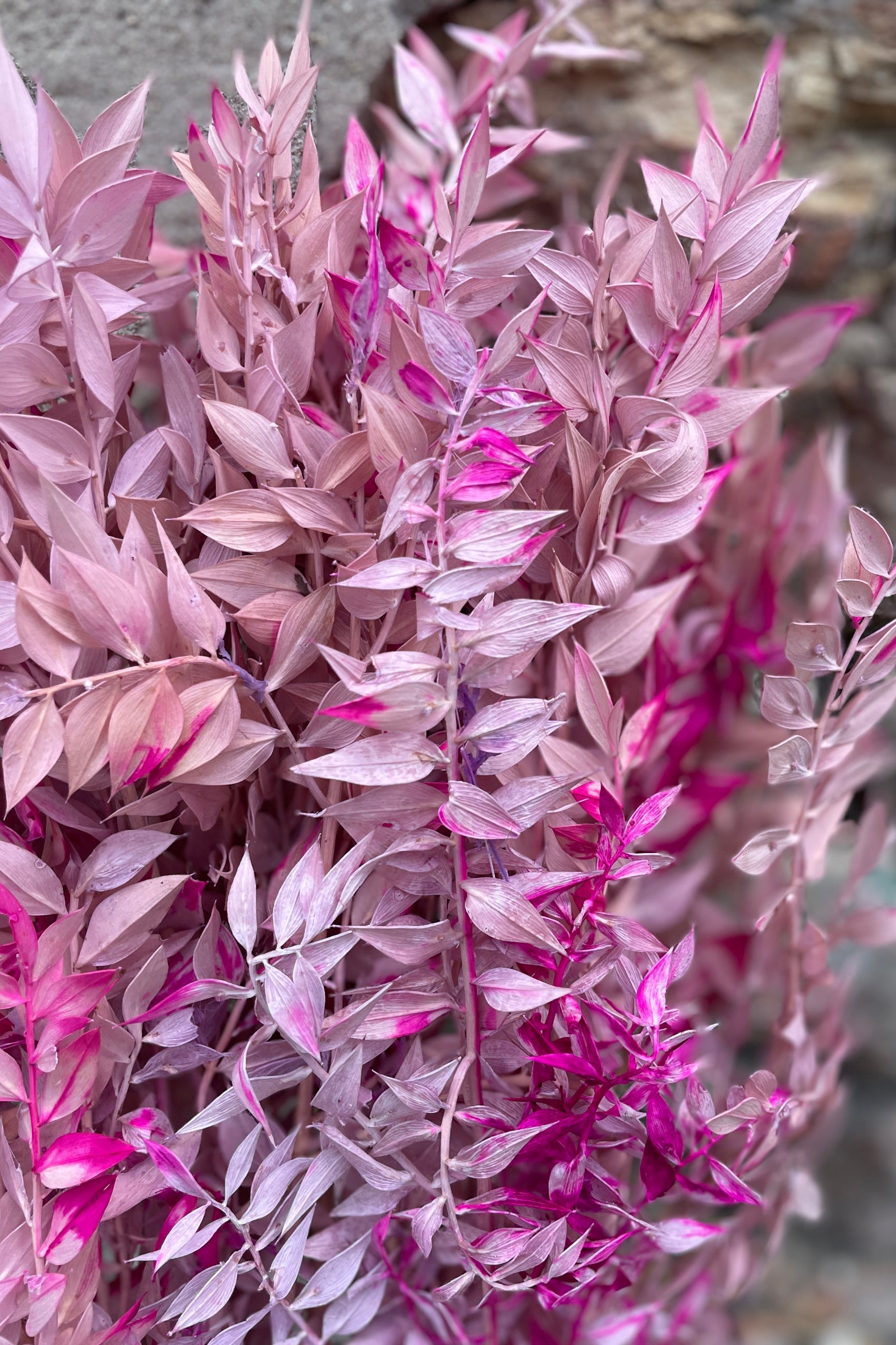 Ruscus that has been preserved and dyed with pink and lavender. ©Sprout Home