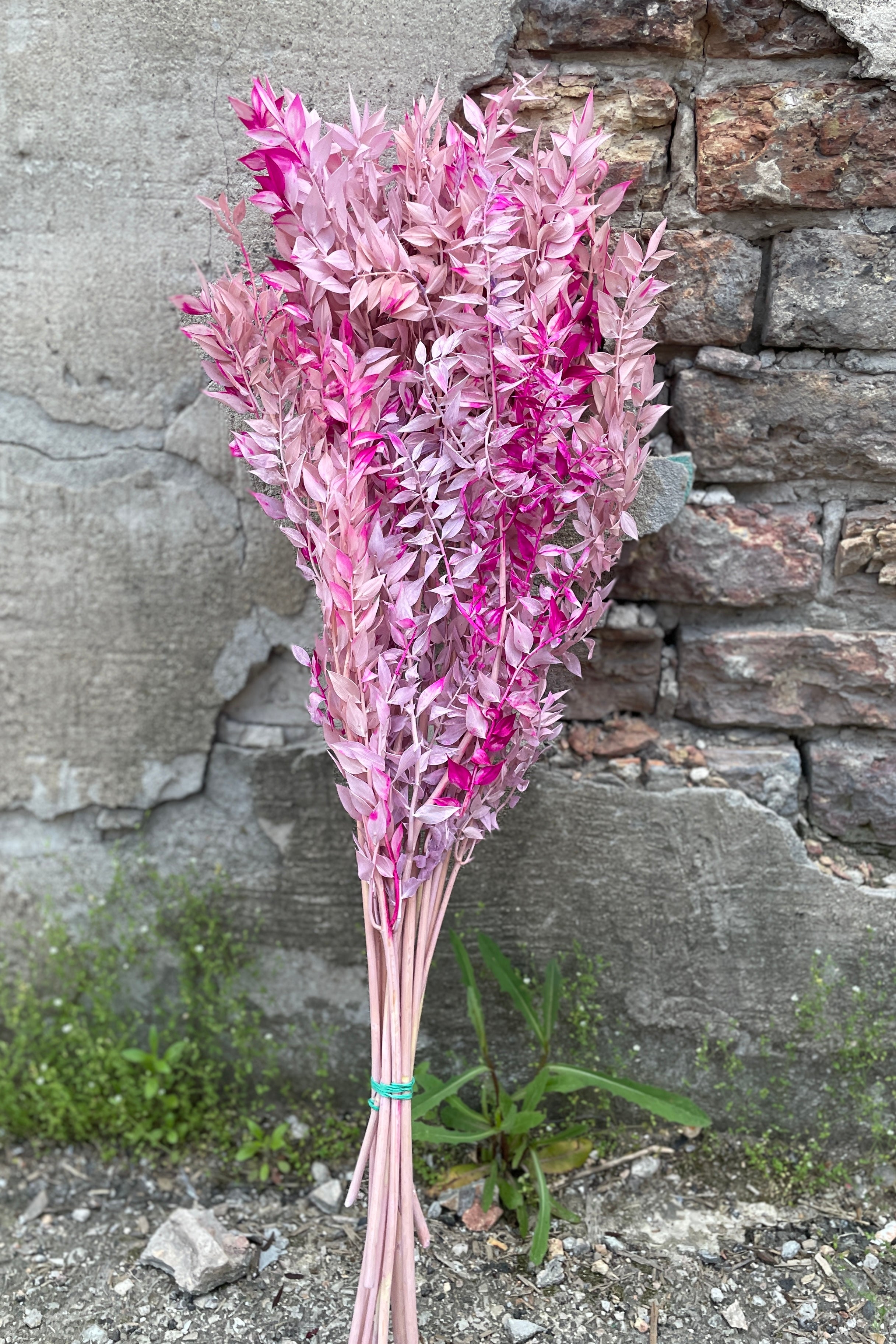 Ruscus bunch that has been preserved and tinted with lavender and pink