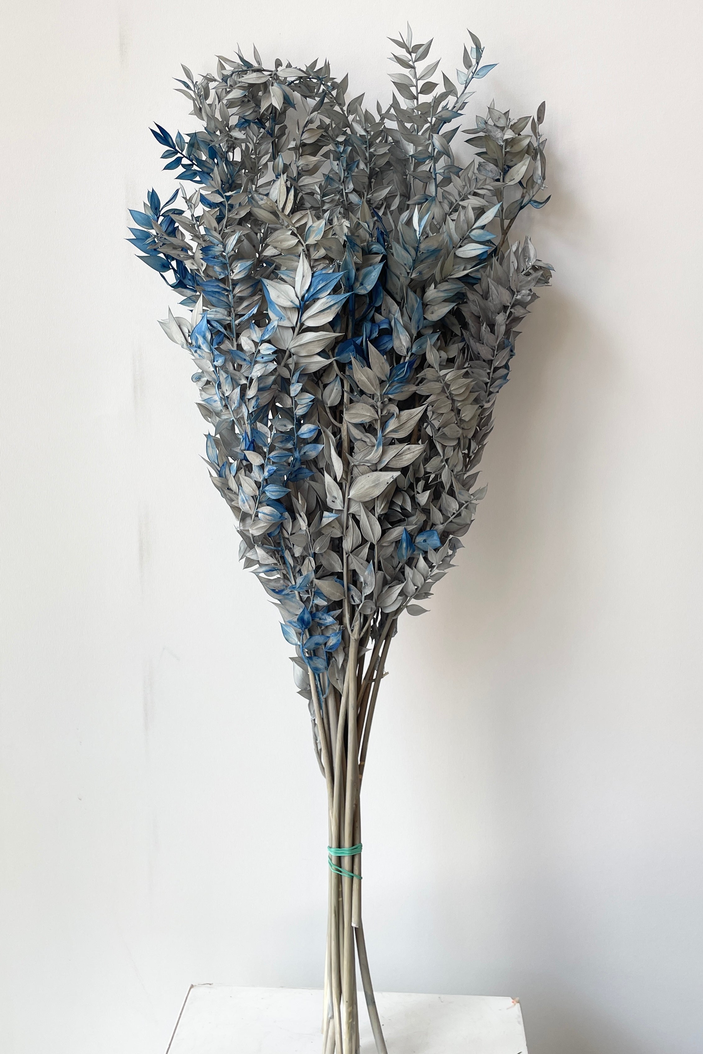 Ruscus preserved gray with blue bunch against a white wall.