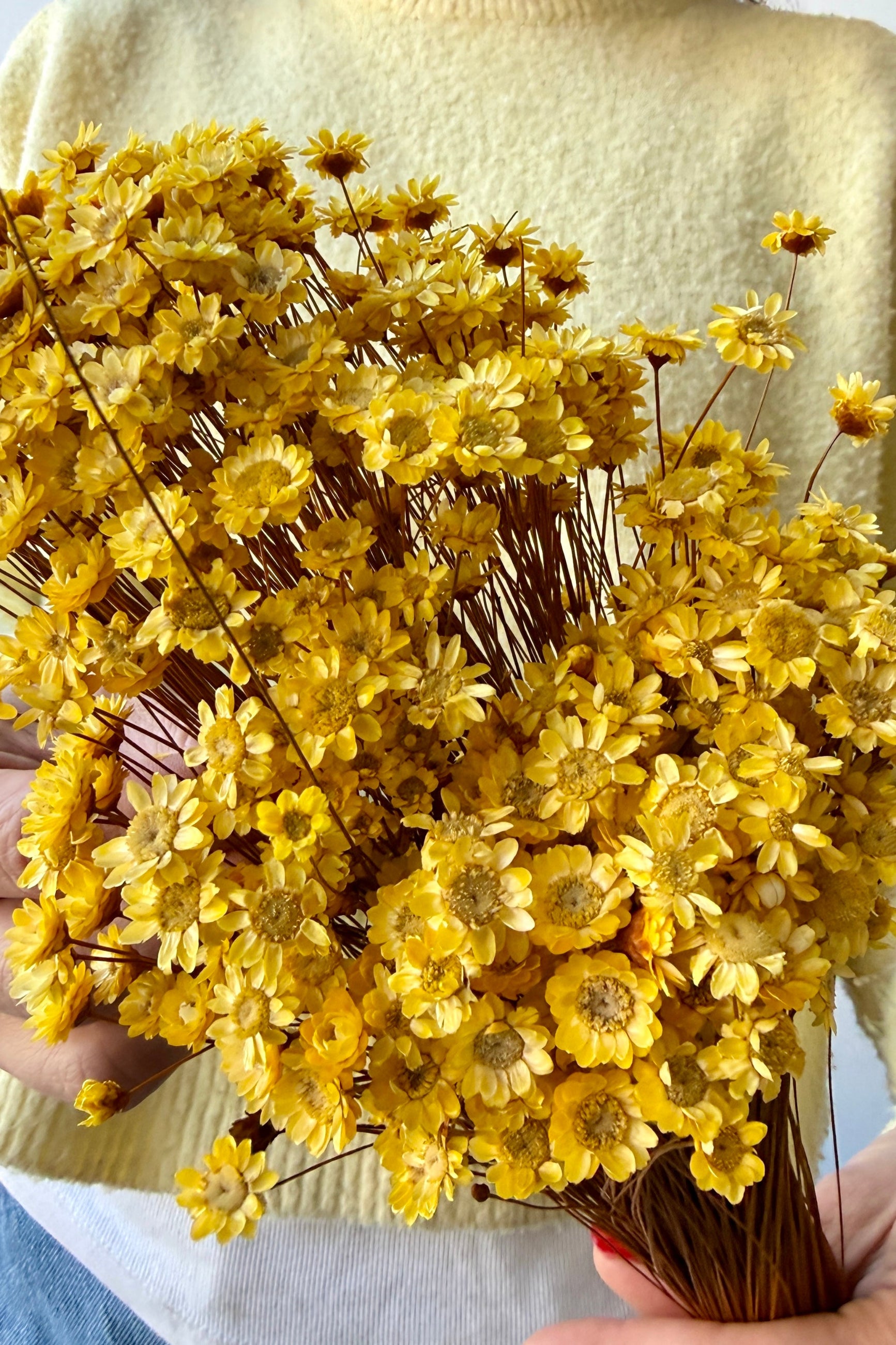 Bouquet of yellow preserved Galicia flowers held by a person wearing a light-colored sweater. ©Sprout Home