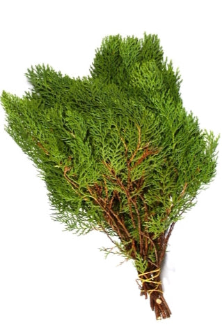 Bundled arbor Vitea greenery on a white background ©Clesen Wholesale