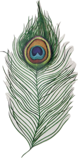 The Peacock feather tattoo outlined and cut out on blank background. 