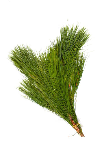 A long needle pine bunch on a white backdrop ©Clesen Wholesale