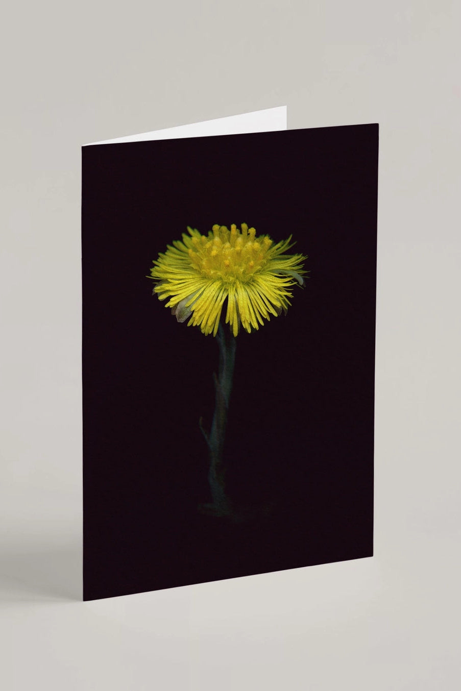 Coltsfoot Greeting card with a yellow flower on a black background ©Raoul & Simone