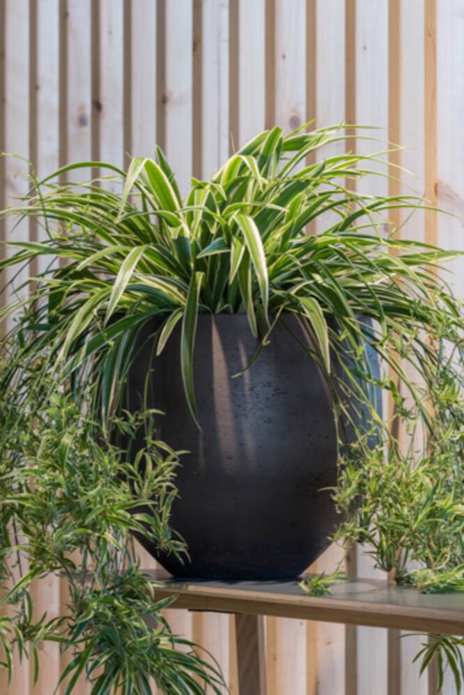 Pottery Pots Mini Orb Pot Black Washed potted with a spider plant and in front of a wood slatted wall