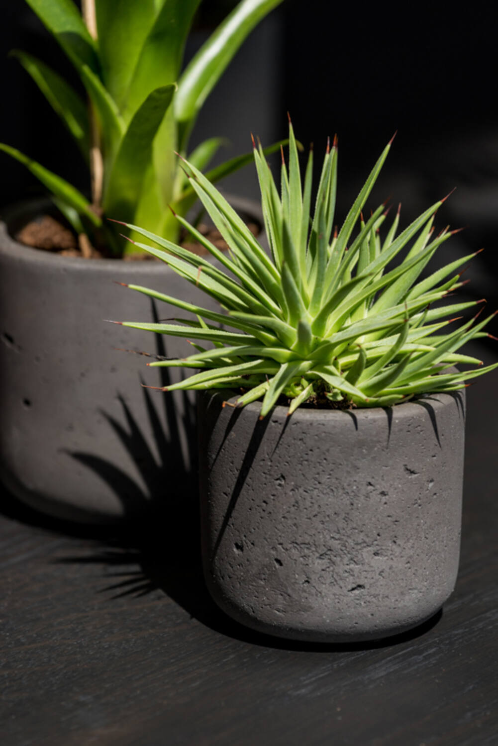 Black washed Charlie Pot by Pottery Pots potted with a succulent.