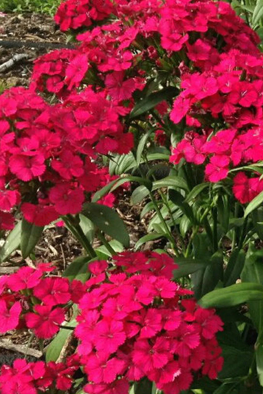 Bouquet of bright Dianthus 'Jolt Cherry' pink flowers with green leaves in a garden setting ©Clesen Wholesale