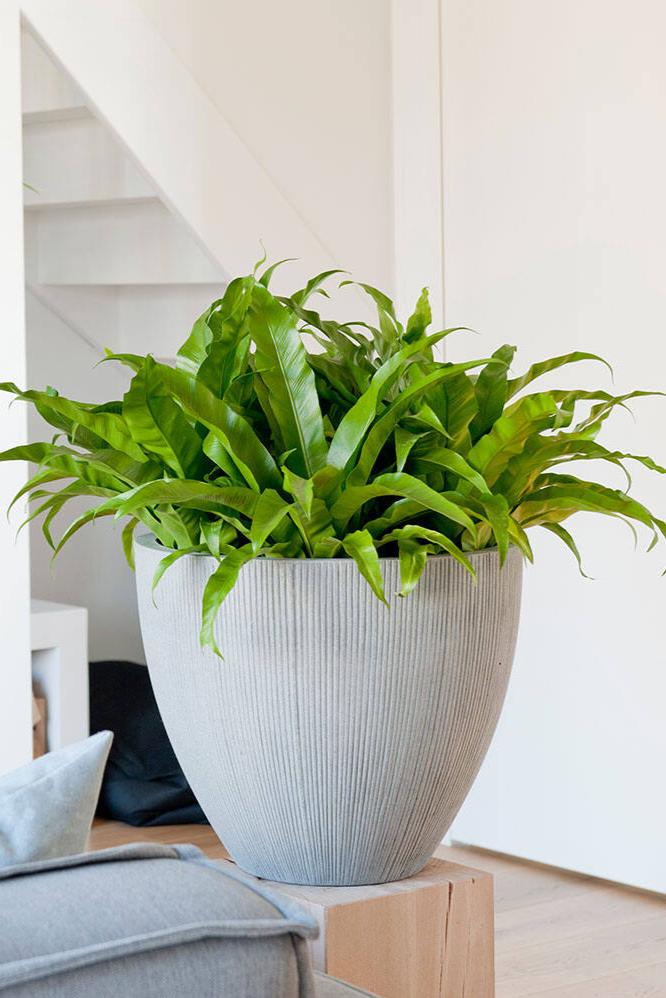 Pottery Pots Jesselyn pot with vertical ridges potted with a fern in a White and Beige room.