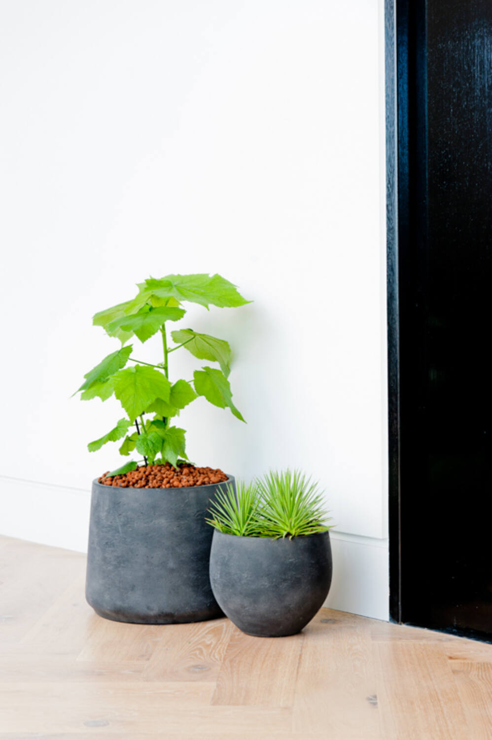 Pottery Pots Mini Orb Pot Black Washed planted in front of another black washed pot from Pottery Pots in a room against a white wall.
