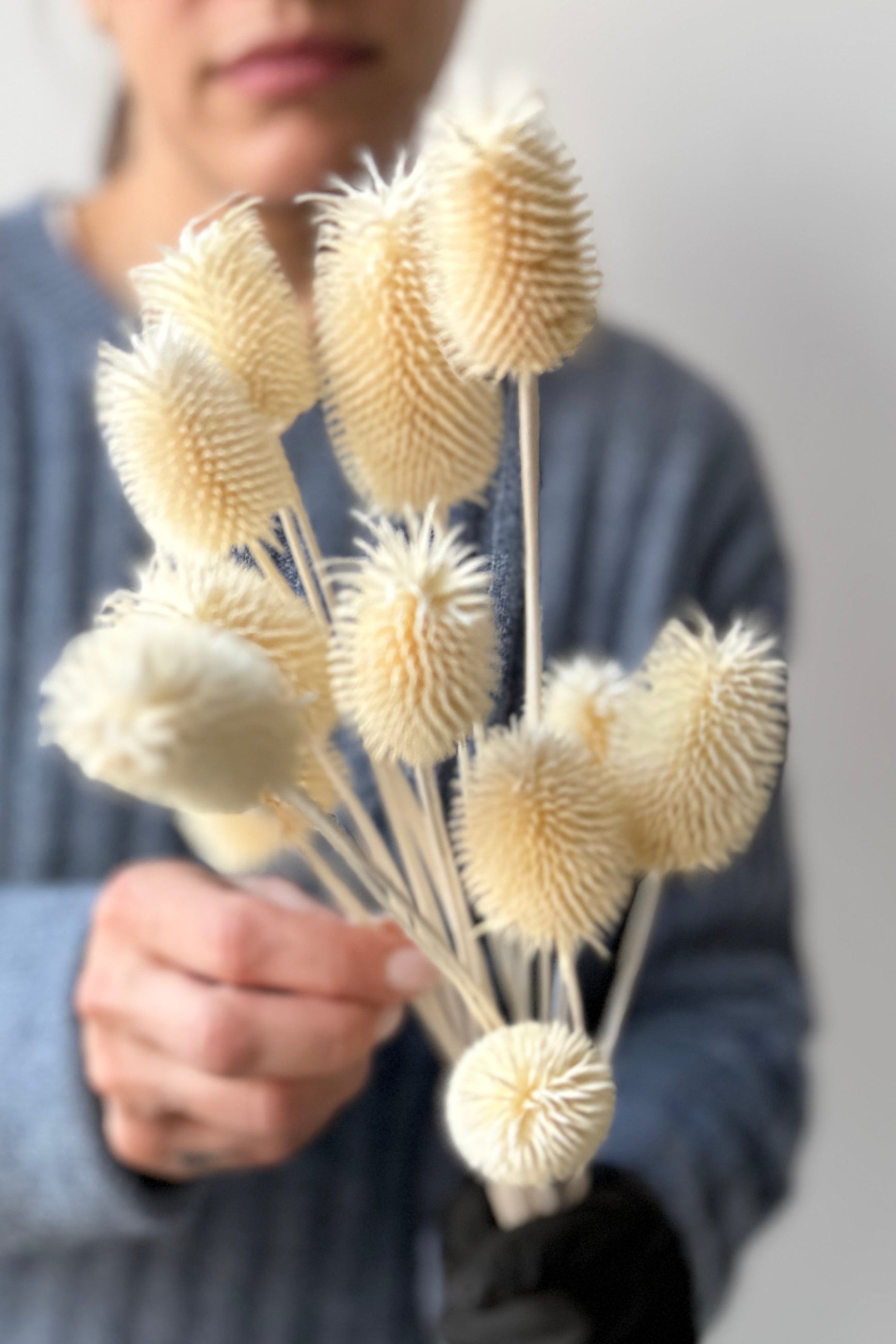 Person holding a Cardo Mini Bleached Pastel Preserved Bunch against a neutral background ©Sprout Home