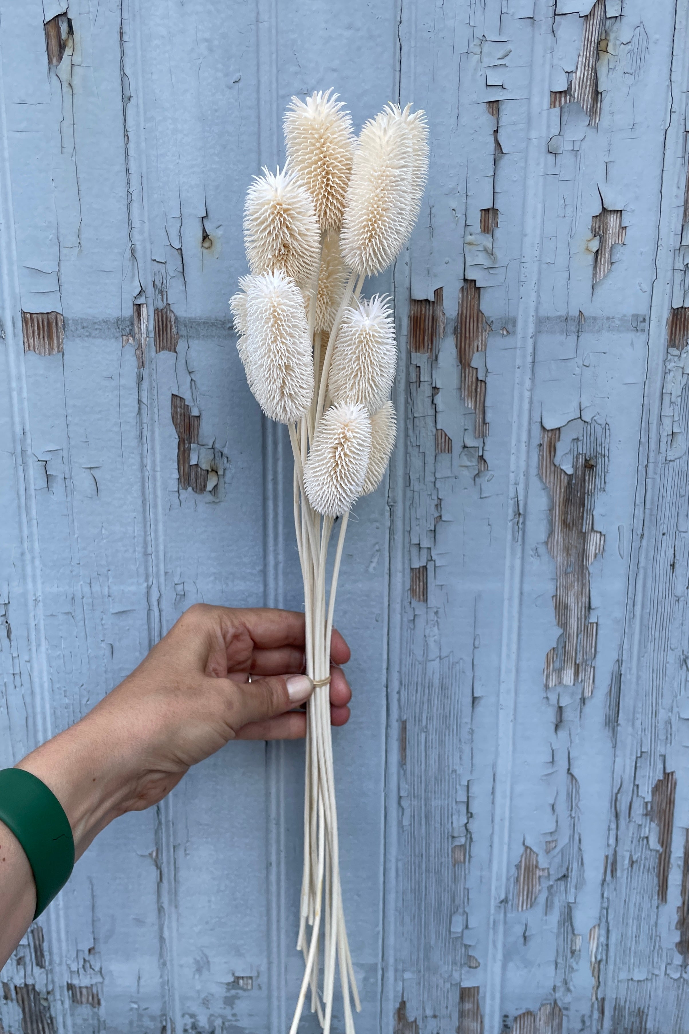 Cardo thistle preserved and bleached being held in hand against a gray wood wall.