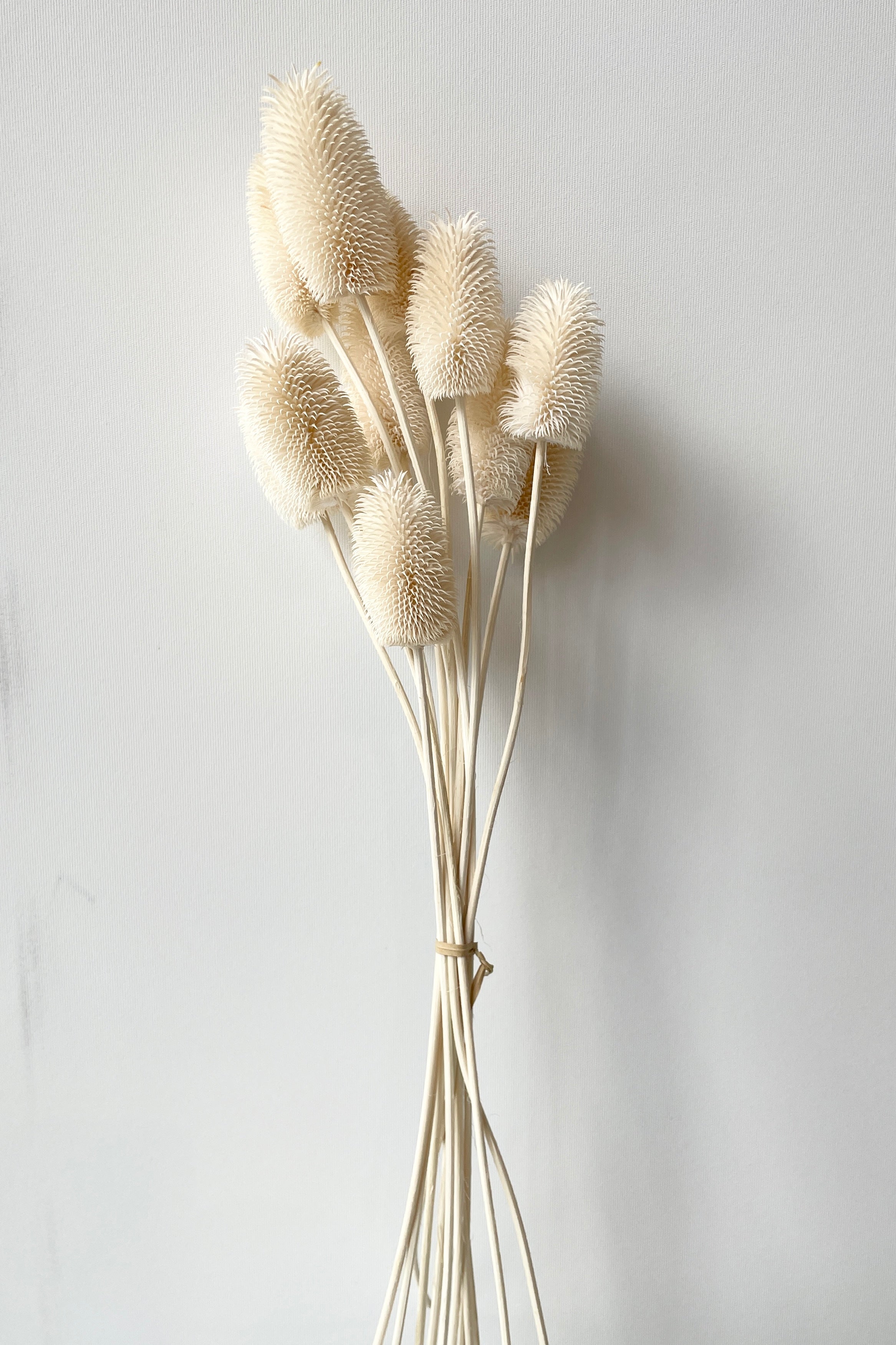 bunch of preserved Cardo mini bleached against a white wall.