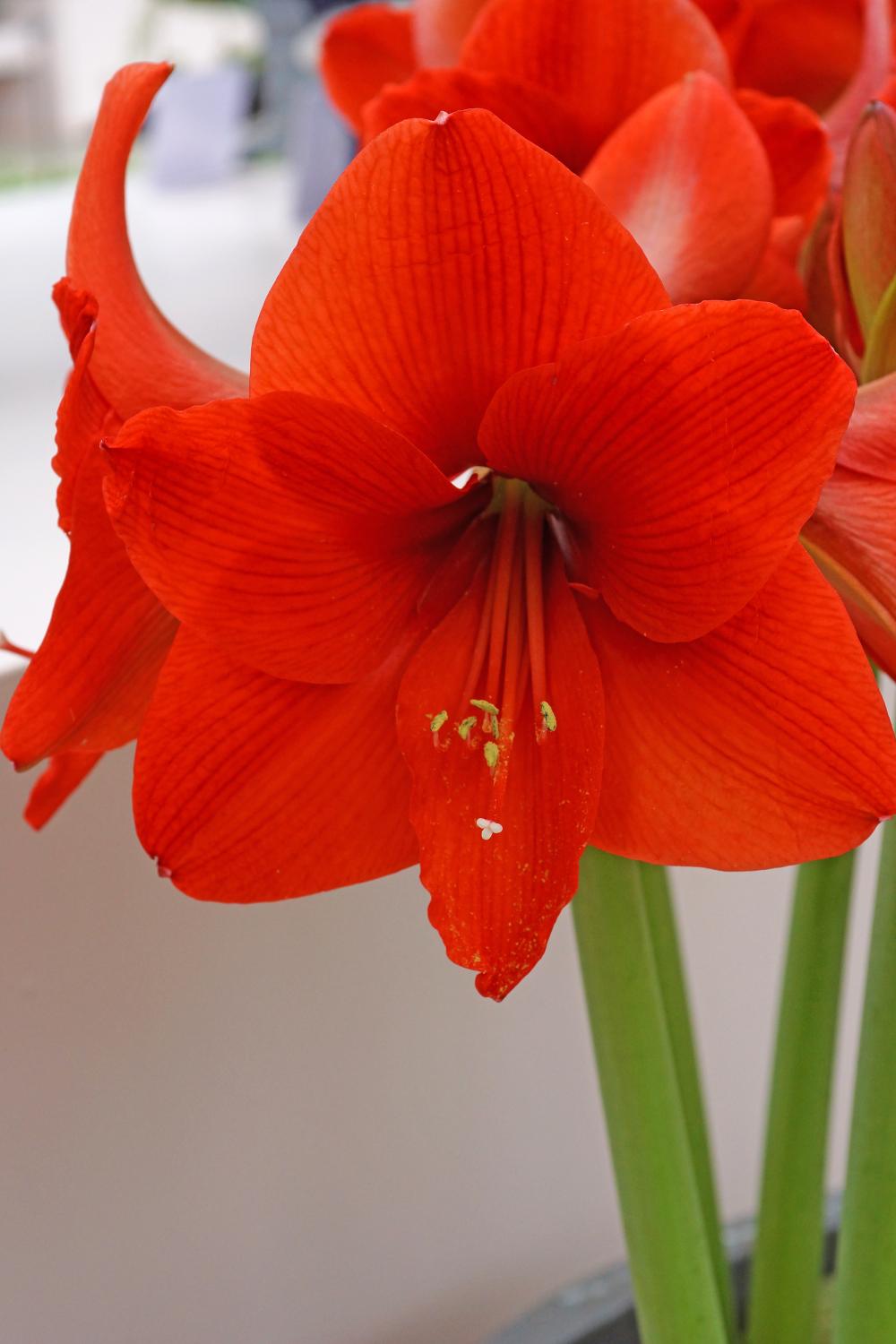 Amaryllis 'Naranja' in bloom with its bright orange red flowers. Photograph by De Vroomen.
