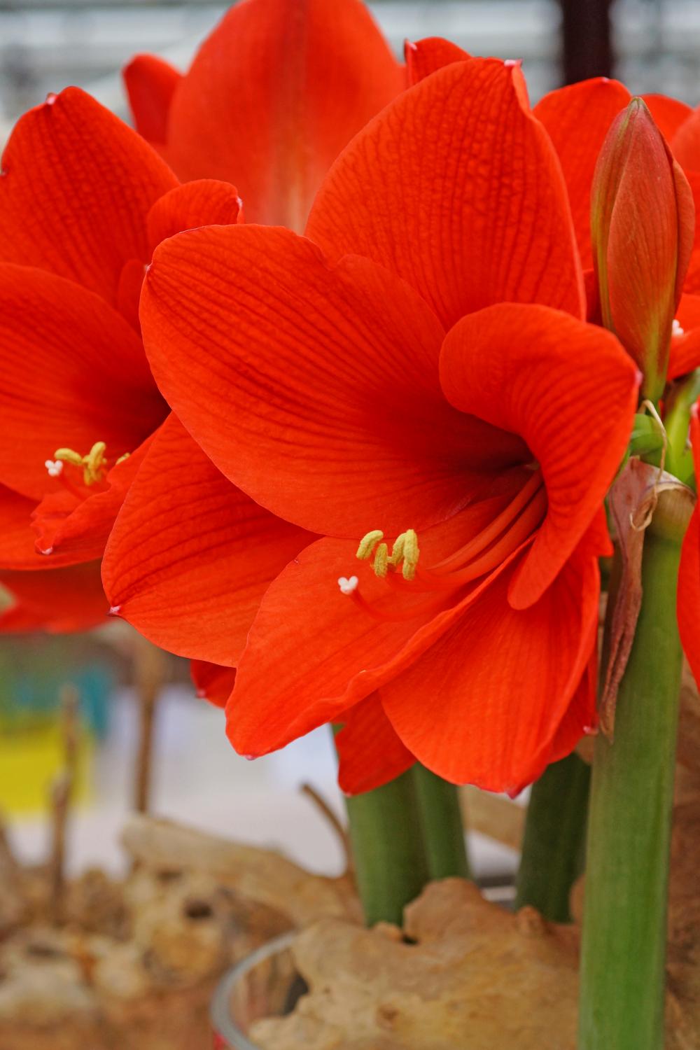 Amaryllis 'Naranja' in bloom with its bright orange red flowers. Photograph by De Vroomen.