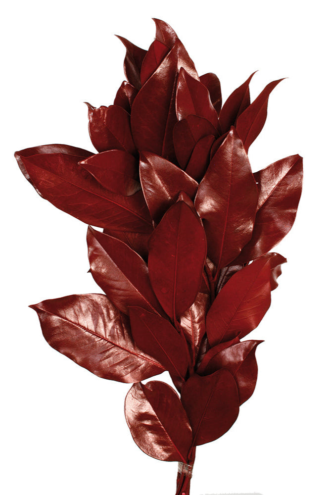 Rama Magnolia Warm Burgundy Color Preserved Bunch