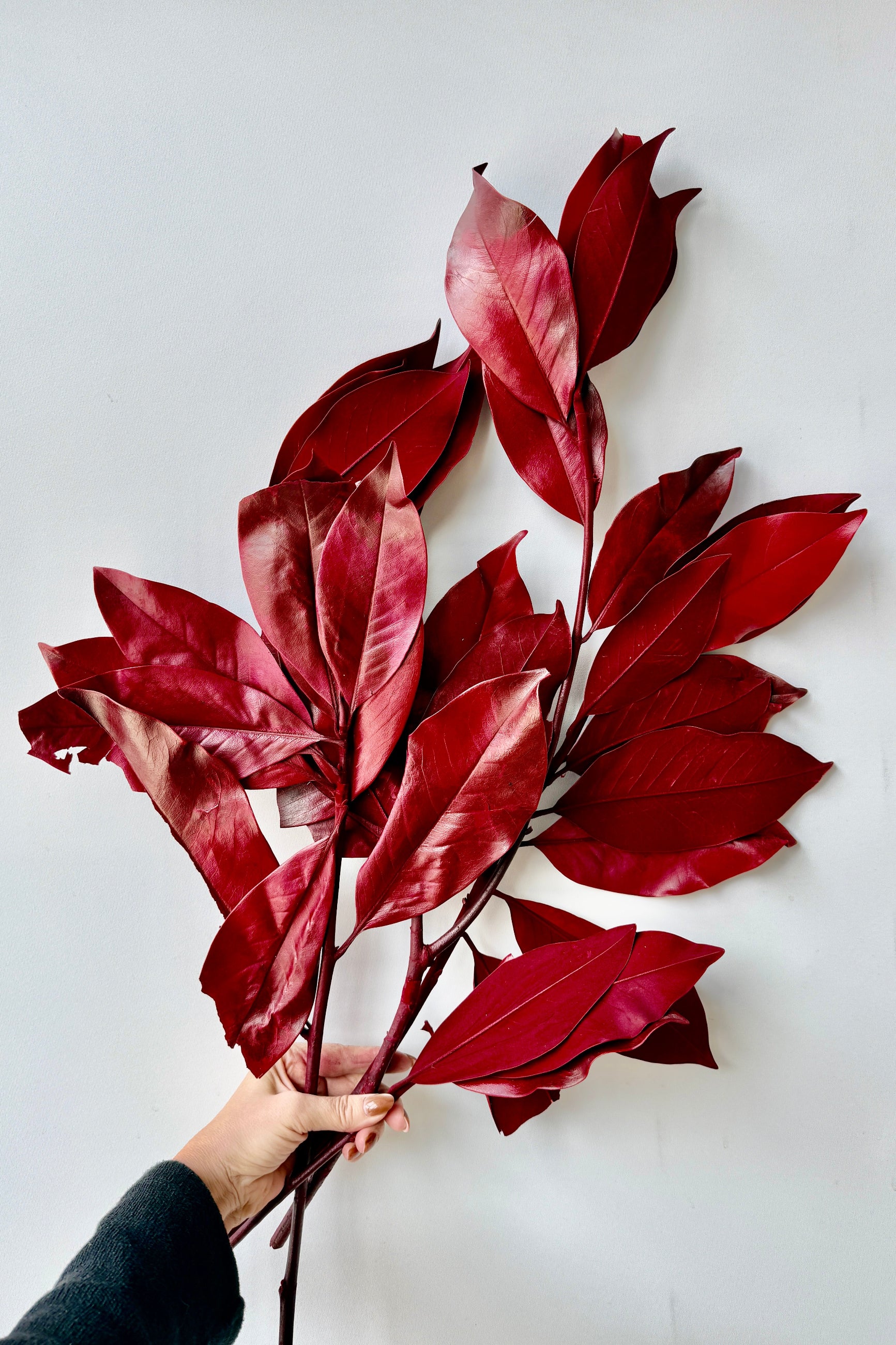 Red preserved Magnolia leaves held against a white background ©Sprout Home