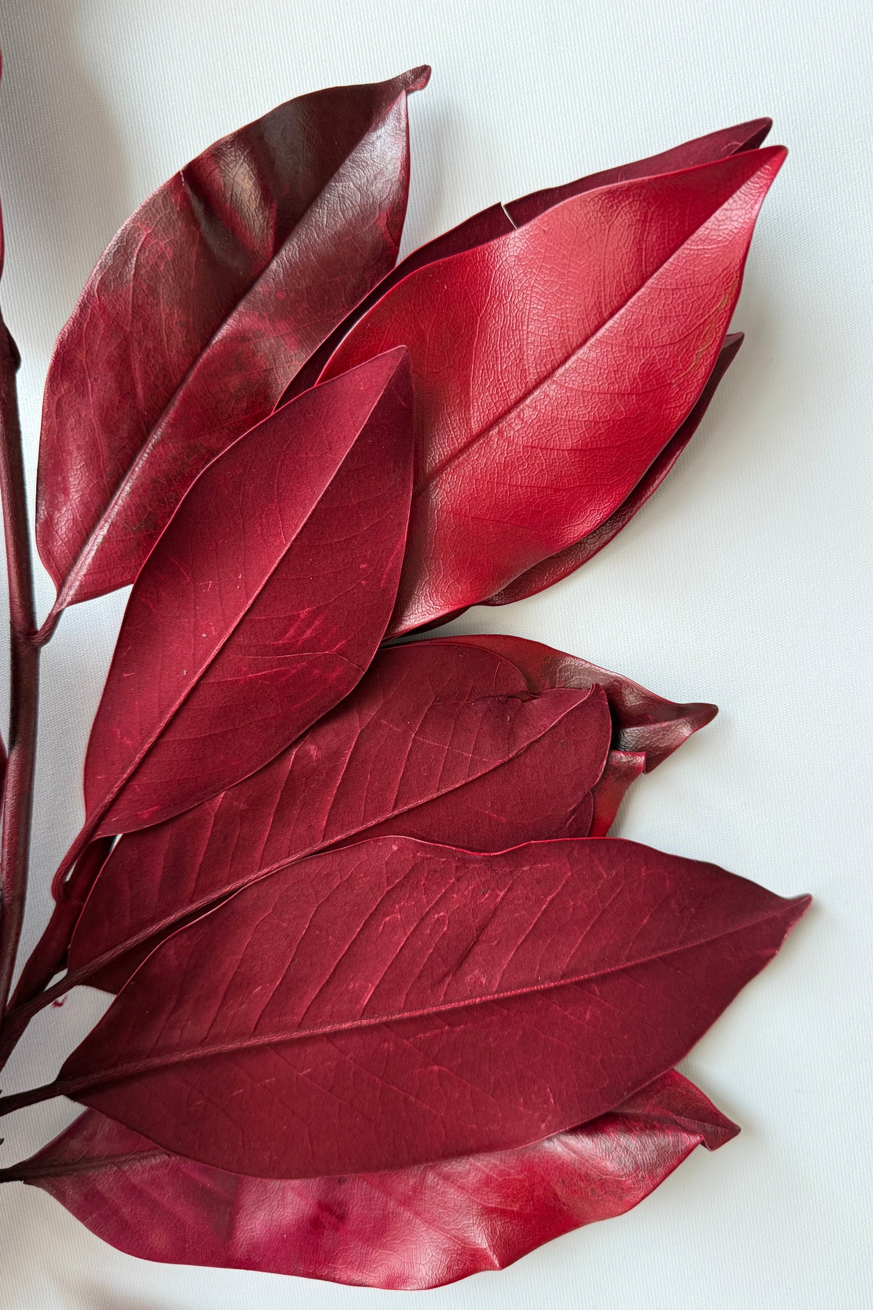 Red preserved and dyed Magnolia leaves on a white background ©Sprout Home