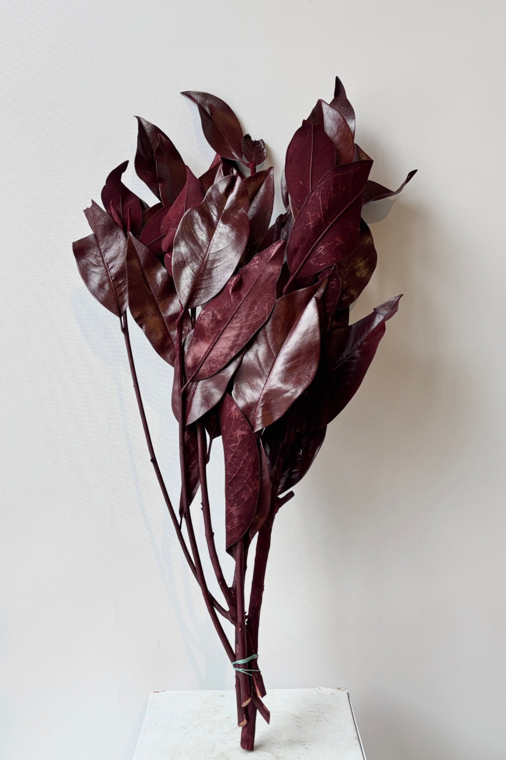 Bunch of burgundy magnolia leaves against a white background ©Sprout Home
