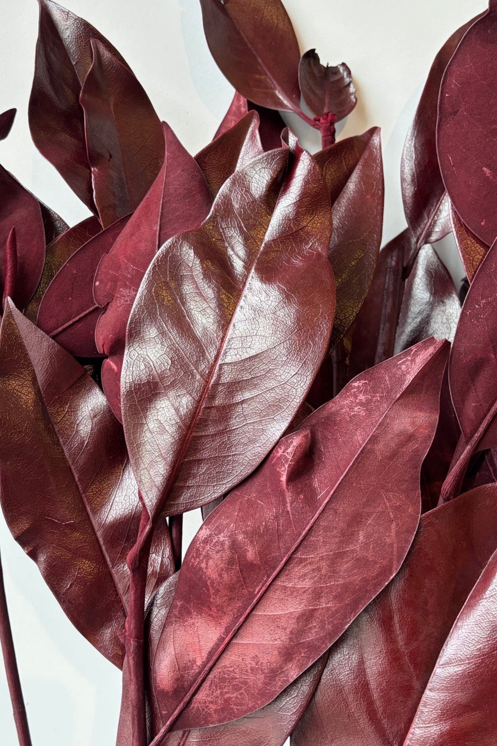 Close up of burgundy magnolia leaves against a white background ©Sprout Home