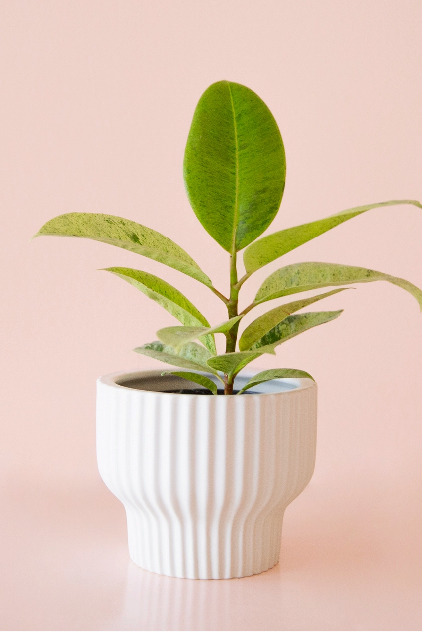 A White Presley Planter with a Ficus Elastica by the Jungle Club.