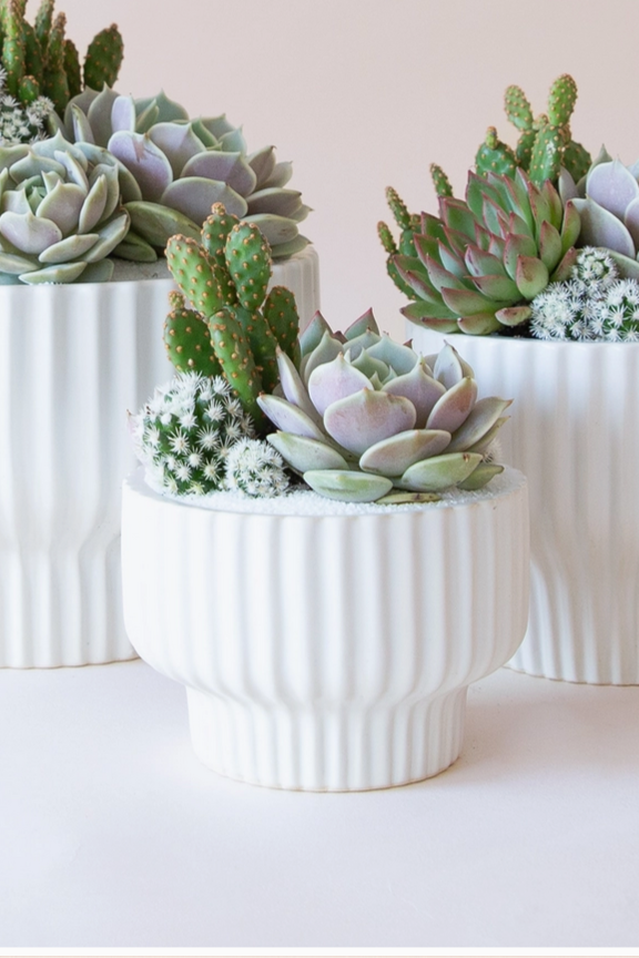 White Presley pot potted with succulents by the Jungle Club