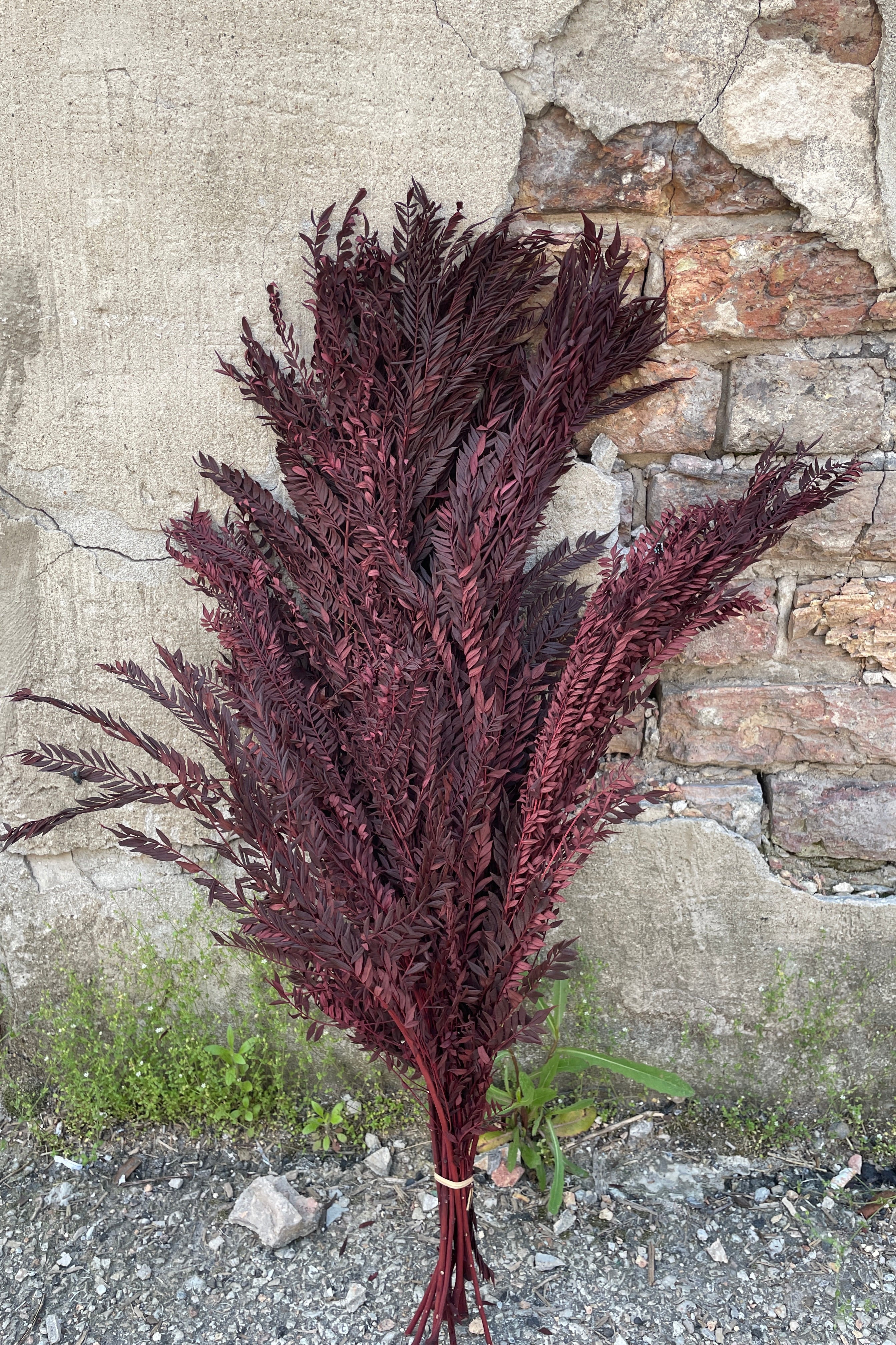 Bunch of preserved burgundy color Jacaranda against a concrete wall.