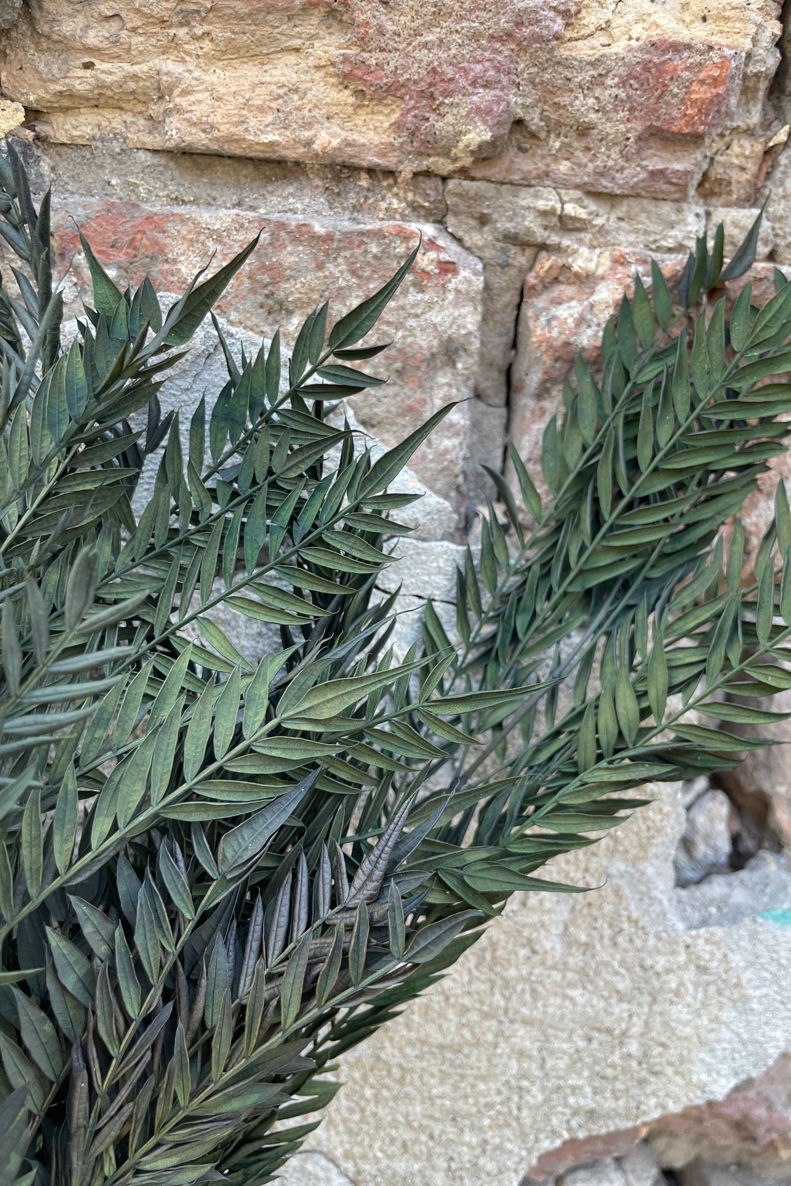 Detail of the green colored preserved Jacaranda leaves.