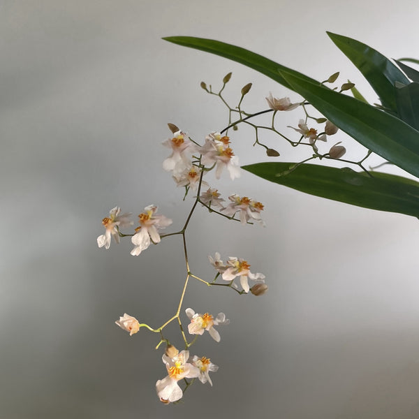 Houseplant Lecture Series - Orchids: Different not Difficult