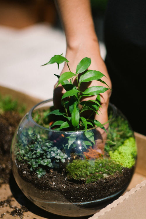 Terrarium Class