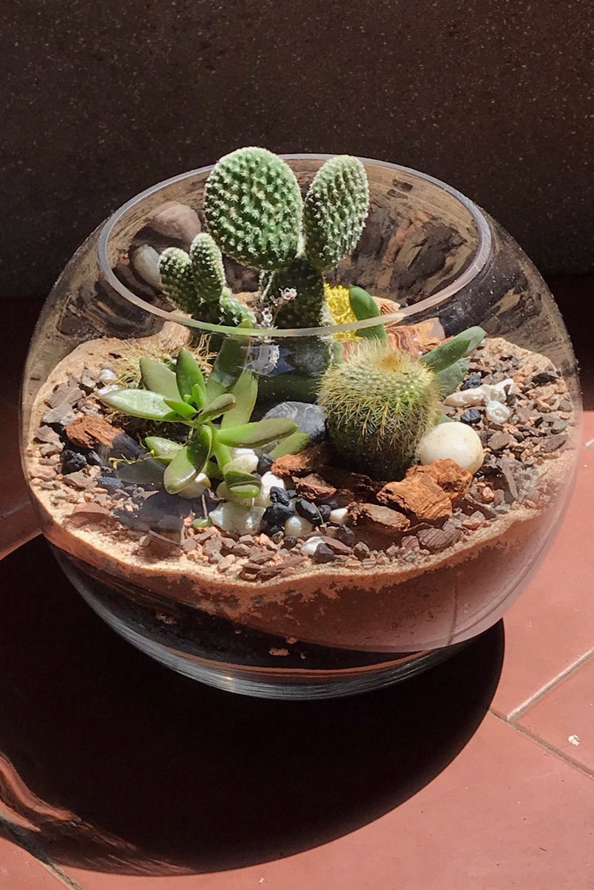 Terrarium Class