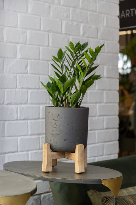Pottery Pots Charlie Pot Black Washed With Low stand potted with a ZZ plant and sitting on a table.