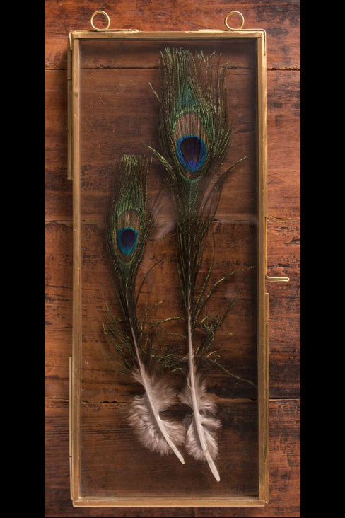 Peacock feathers in a brass frame on a wooden background ©Vagabond Vintage